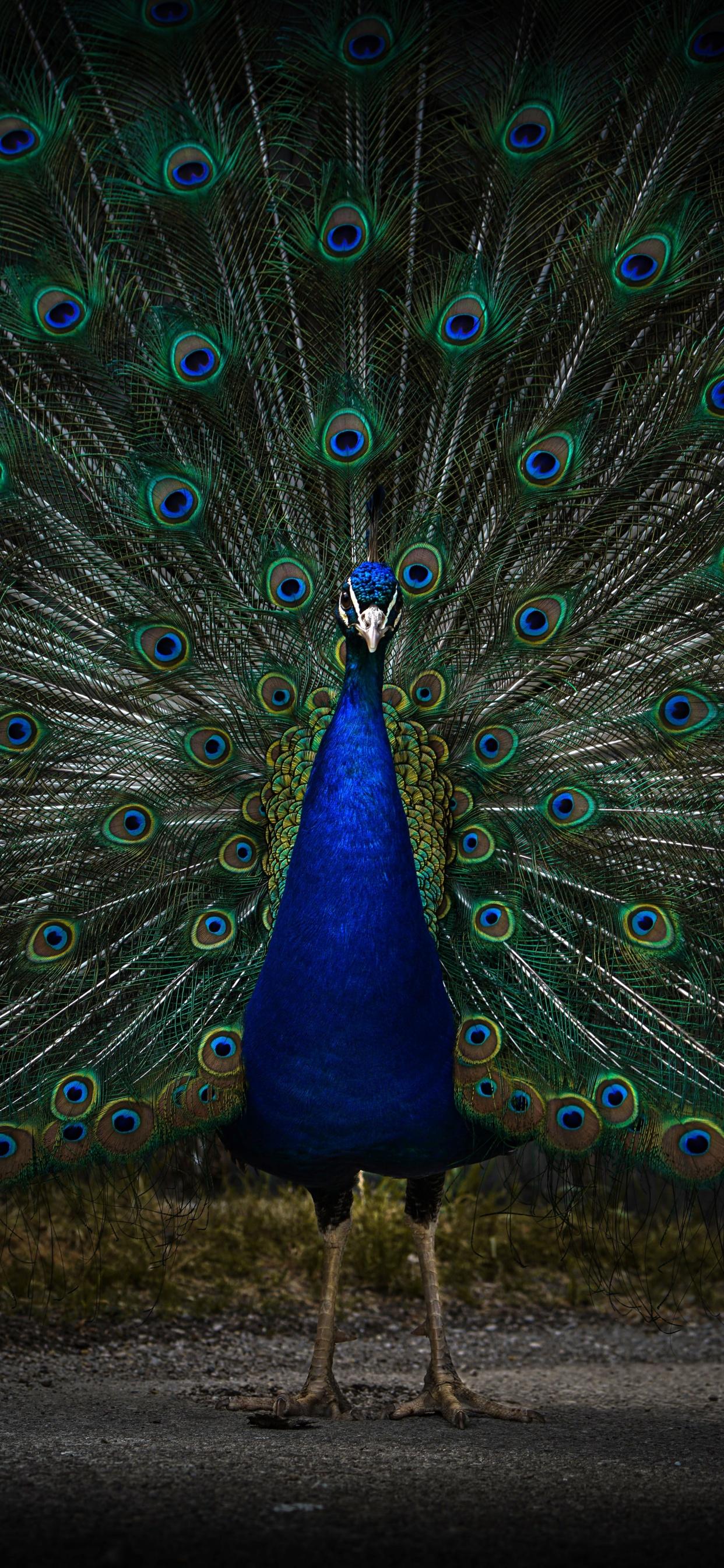 1242x2688 Peacock Wallpaper 4K, Peafowl, Zoo, Dark, 5K, 8K, Animals
