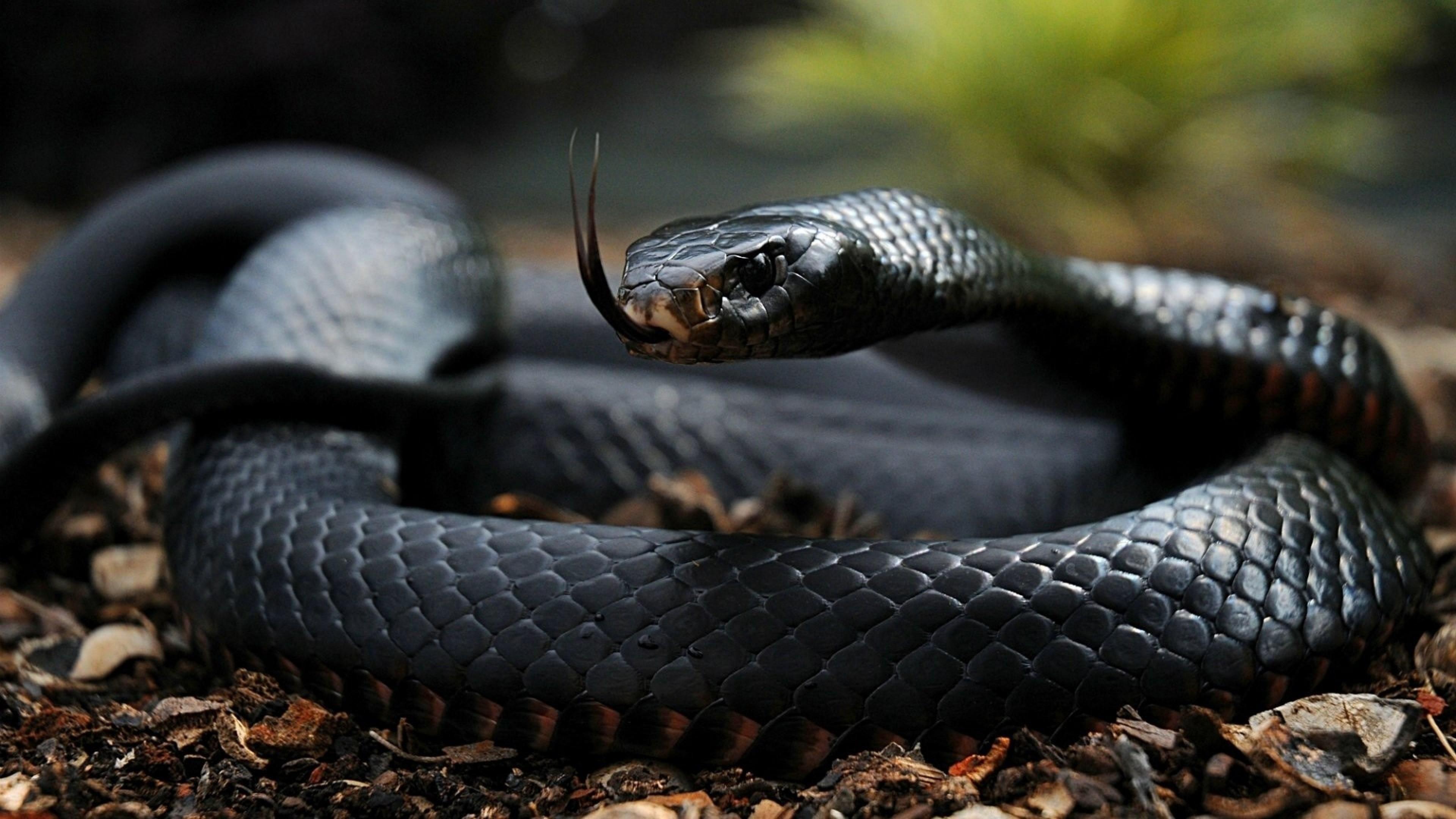 3840x2160 animals snake reptiles mamba 4k wallpaper.com • 4K 5k 8k HD Desktop Wallpaper for Ultra High Definition Widescreen Desktop, Tablet & Smartphone wallpaper