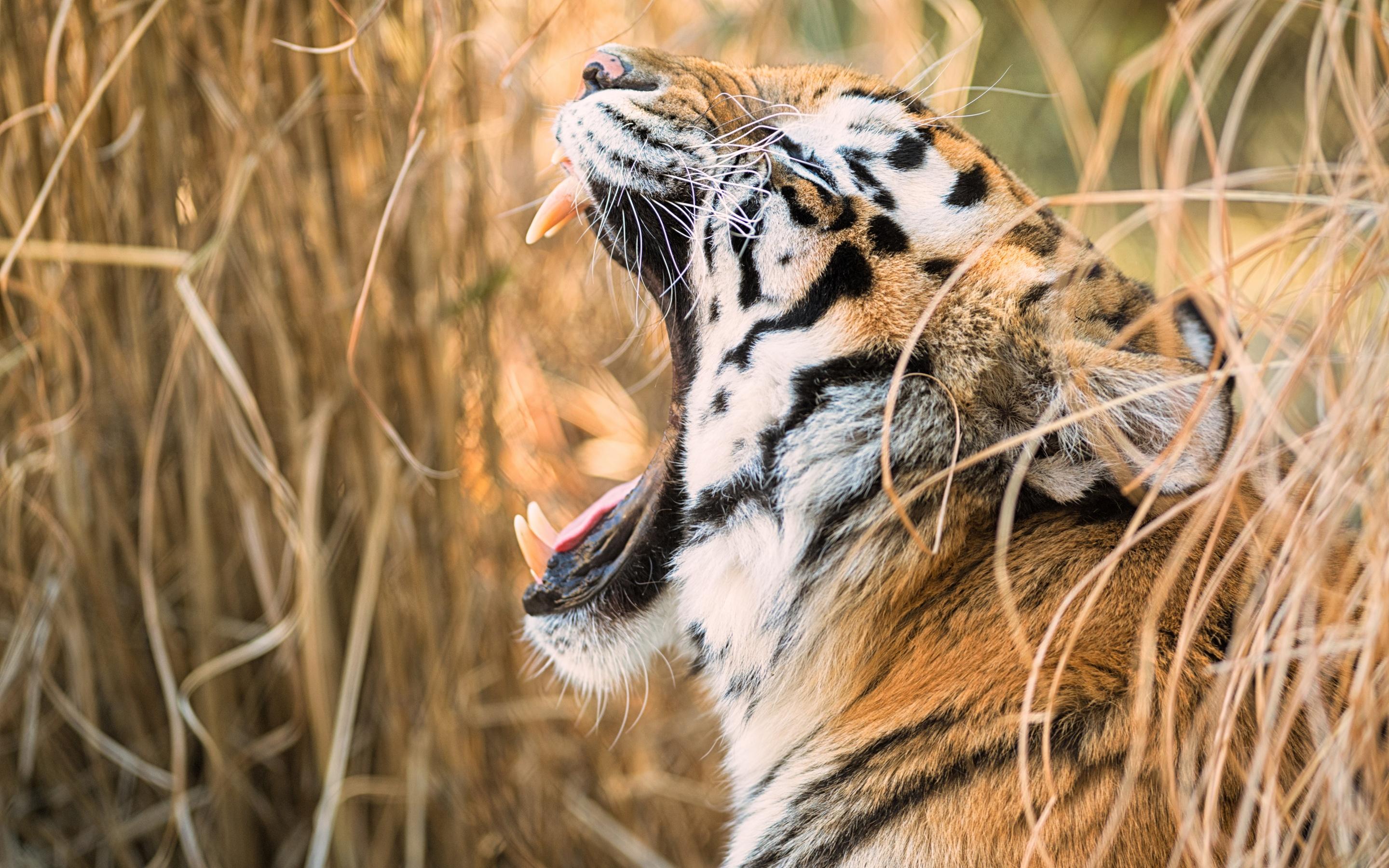 2880x1800 Tiger Wallpaper 4K, Roaring, Zoo, 5K, 8K, Animals