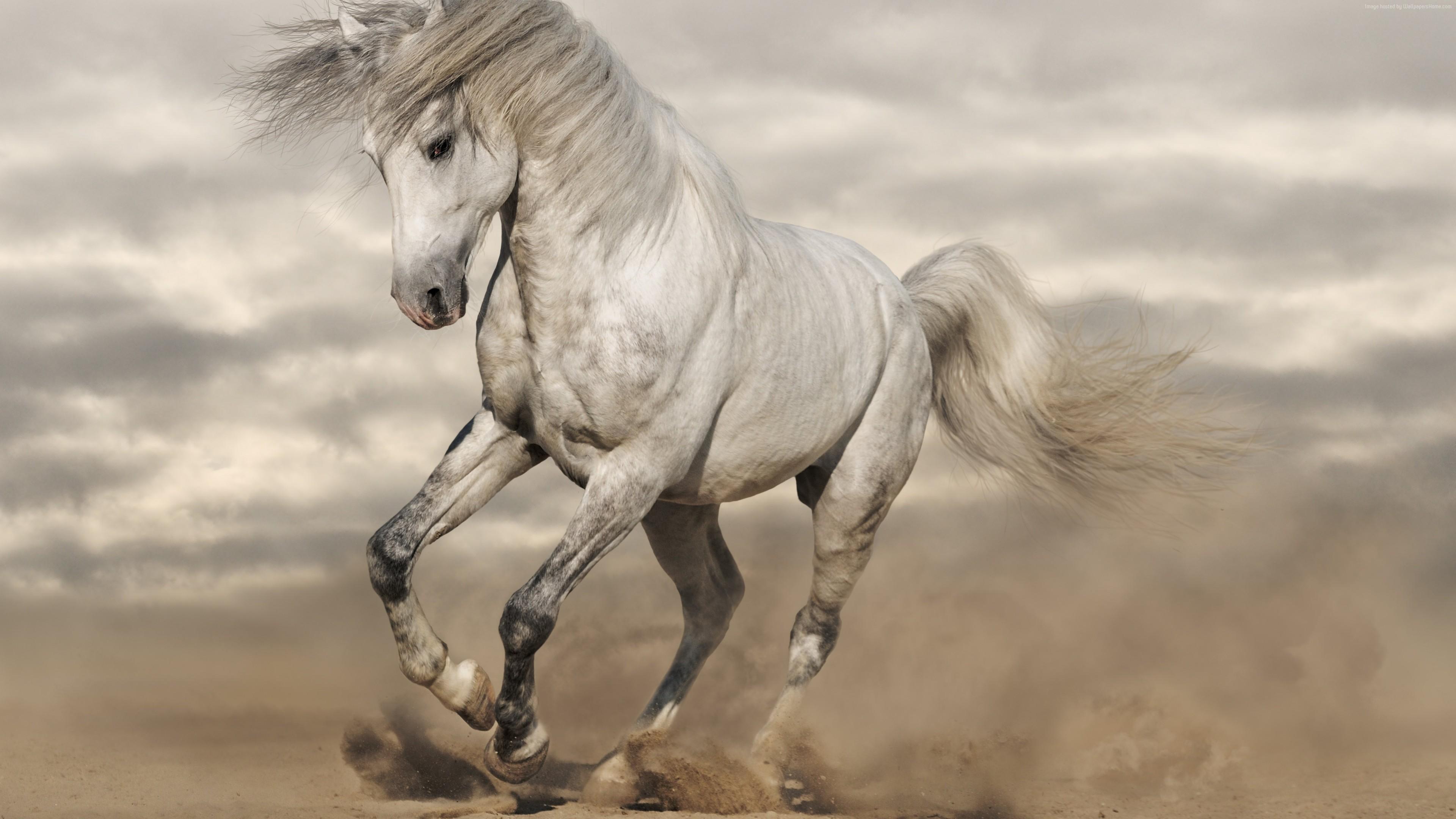 3840x2160 Wallpaper horse, 8k, Animals Wallpaper Download Resolution 4K Wallpaper