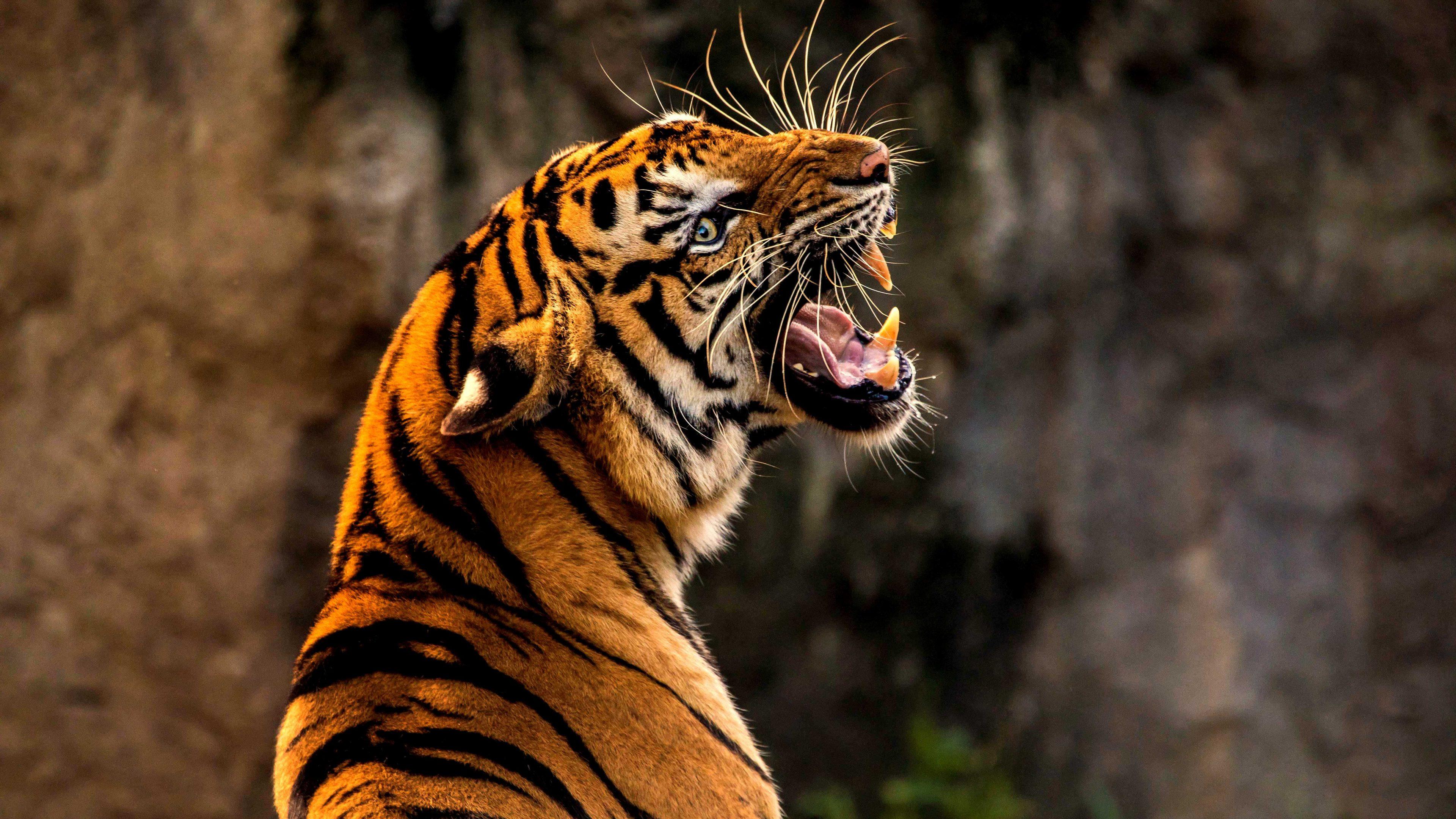 3840x2160 Tiger Roar Animal Wild Wildlife Orange 4K Wallpaper