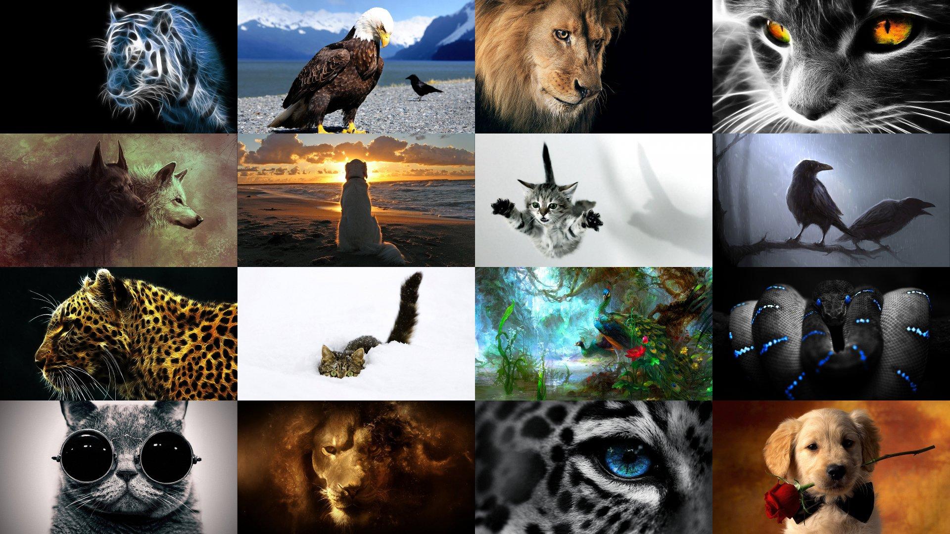 Colorful Animal Desktop Wallpapers - Top Free Colorful Animal Desktop ...