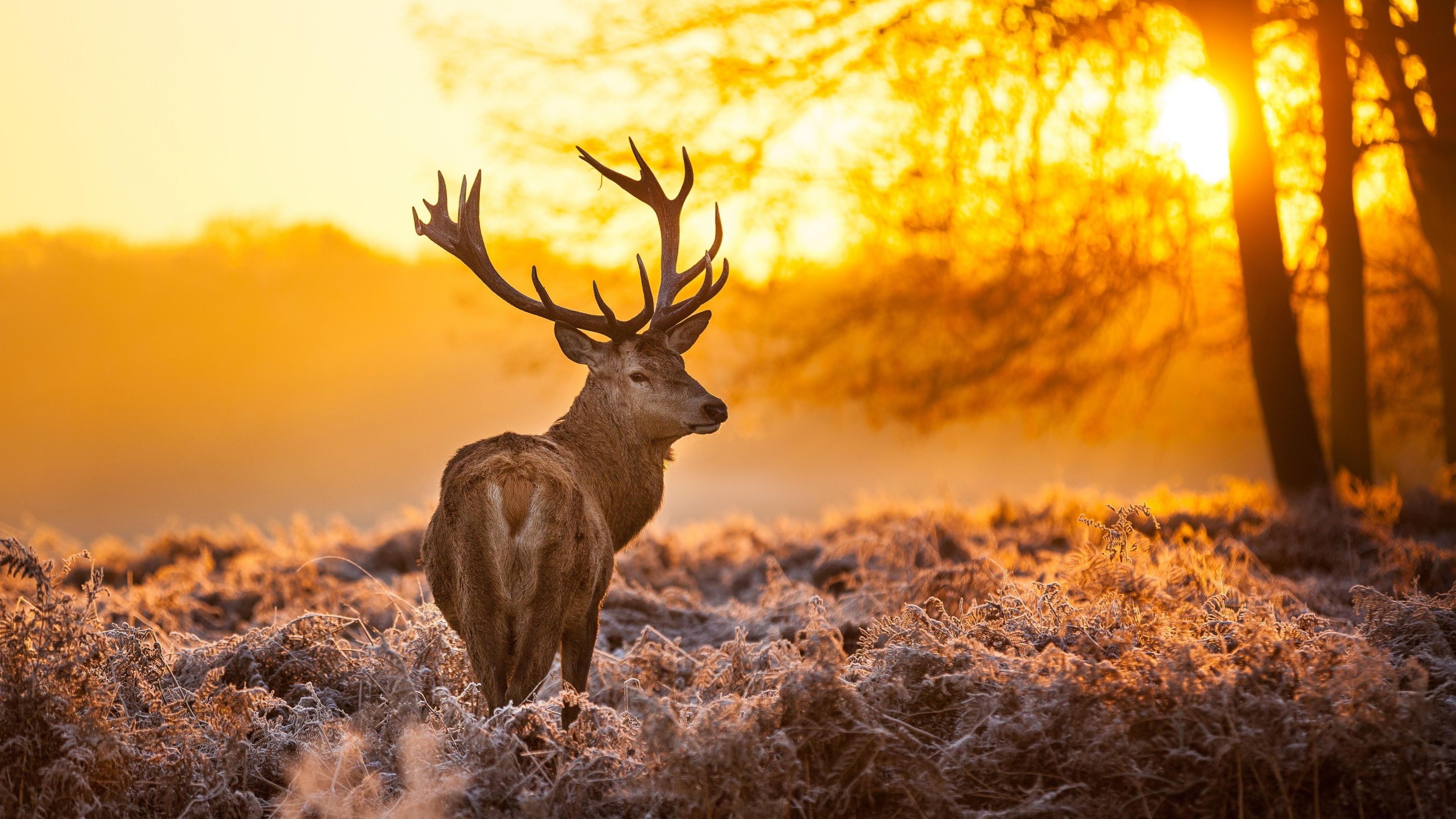 3840x2160 Nature HD Wallpaper & Background