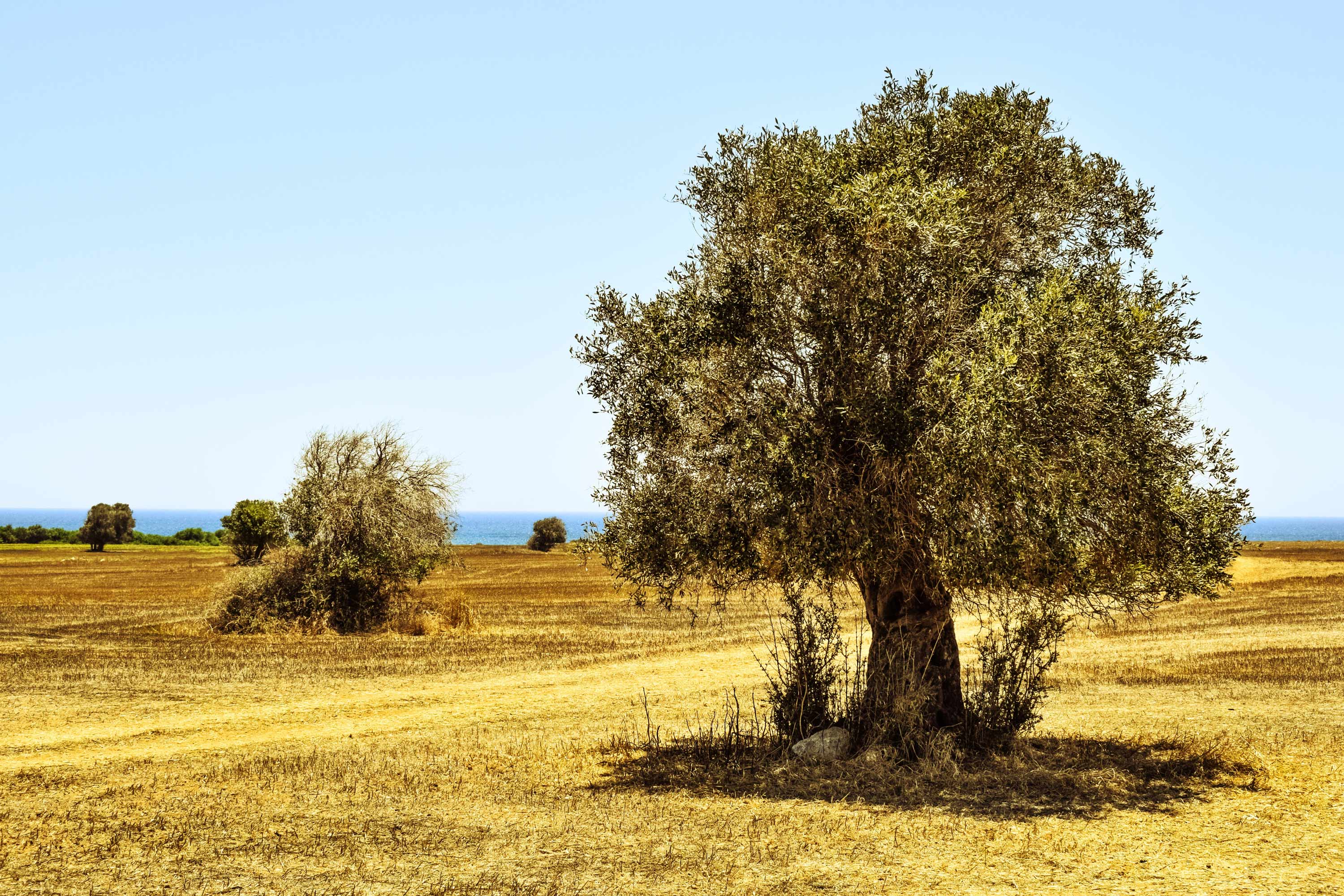 Olive Tree Wallpapers - Top Free Olive Tree Backgrounds - WallpaperAccess