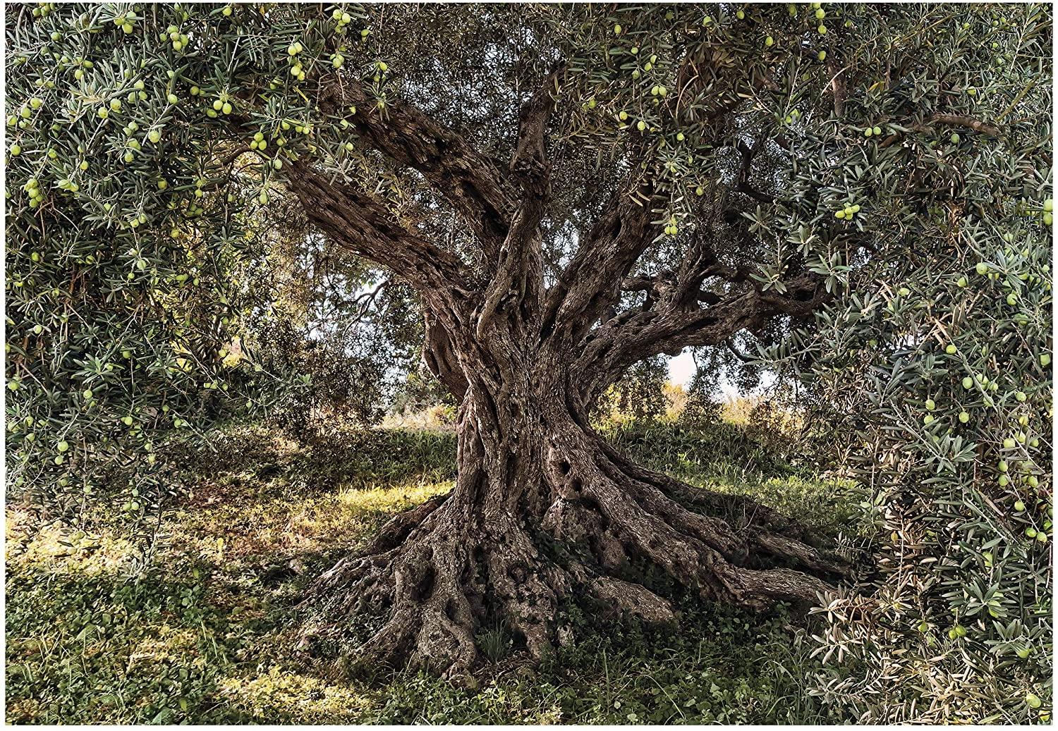 Olive Tree Wallpapers - Top Free Olive Tree Backgrounds - WallpaperAccess