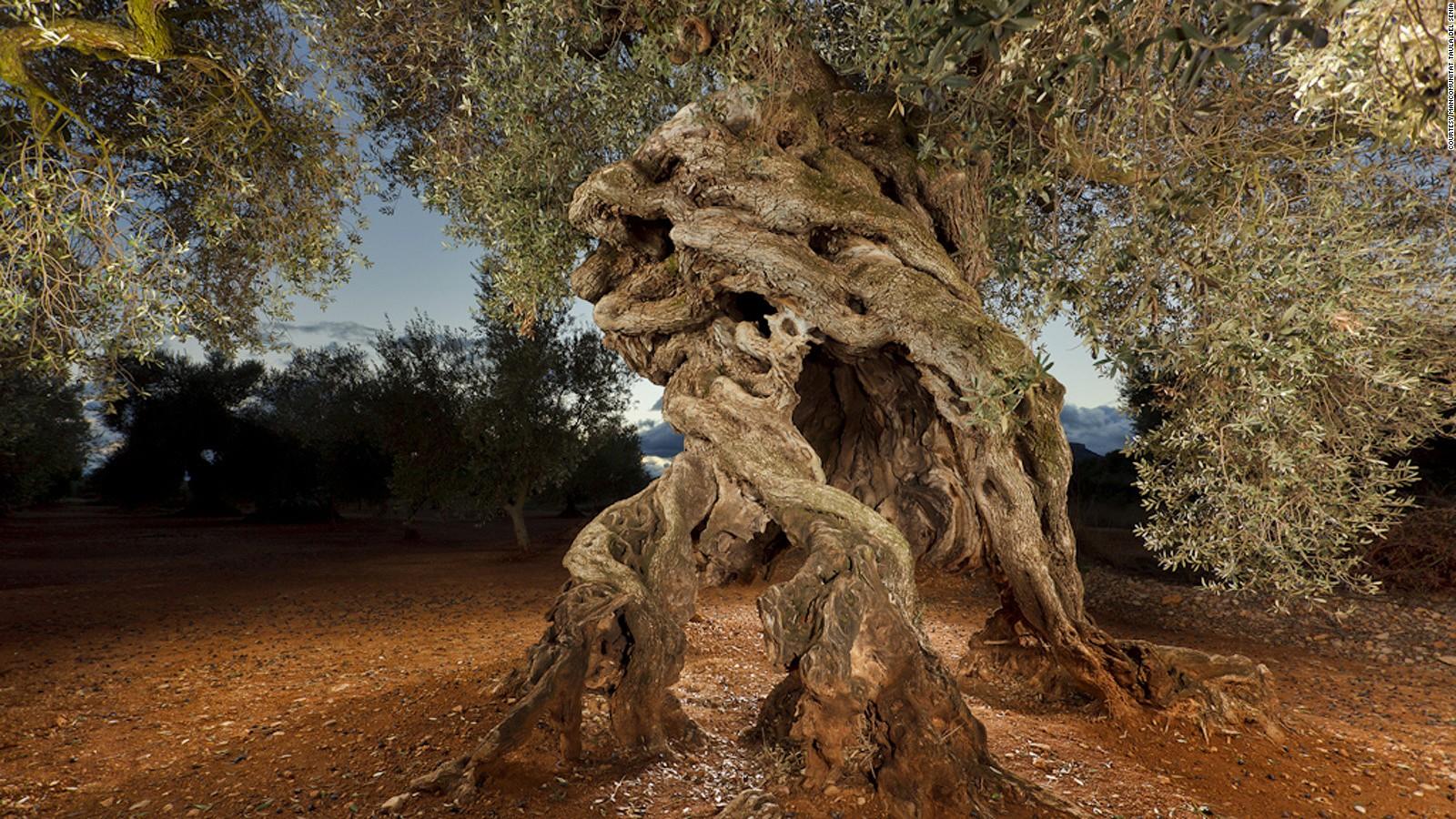 Ancient trees. Древнее оливковое дерево-мыслитель в Апулии, Италия.. Израиль оливковое дерево в скале. Кипарис олива древней Греции. Древнее оливковое дерево в Апулии.