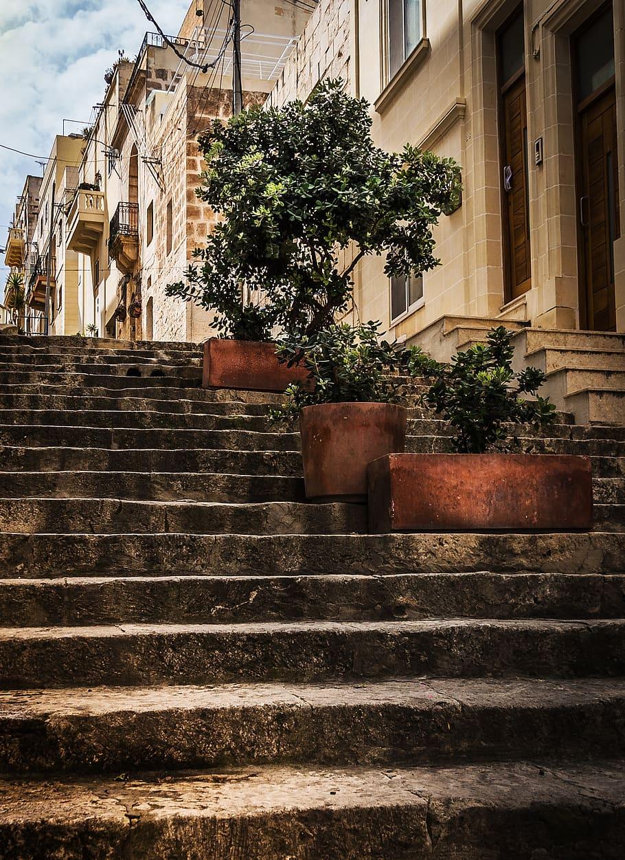 910x1251 Stone Steps, Street View, Olive Trees, Planters, Perspective, Wallpaper Olive Tree HD Wallpaper