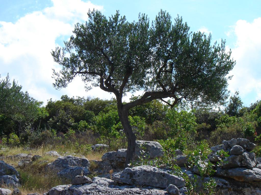 Olive Tree Wallpapers - Top Free Olive Tree Backgrounds - WallpaperAccess