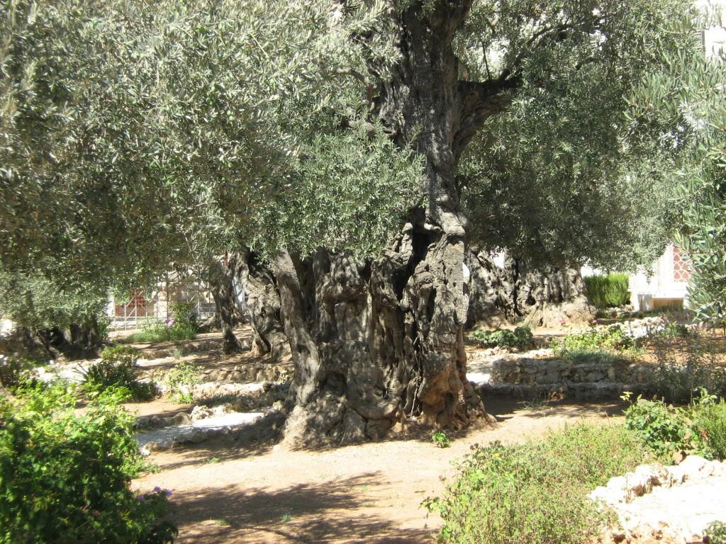 Olive Tree Wallpapers - Top Free Olive Tree Backgrounds - WallpaperAccess