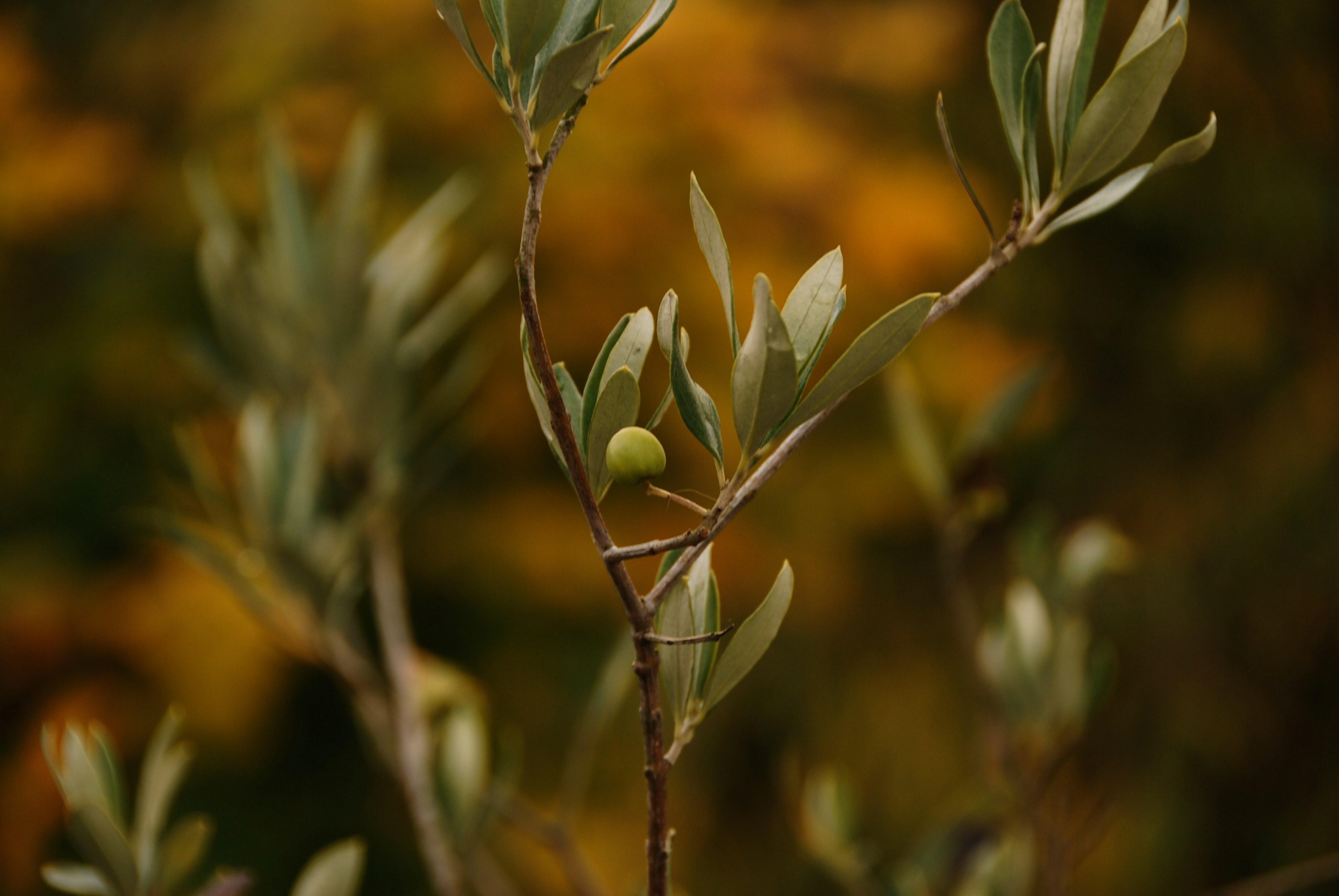 Olive Tree Wallpapers - Top Free Olive Tree Backgrounds - WallpaperAccess