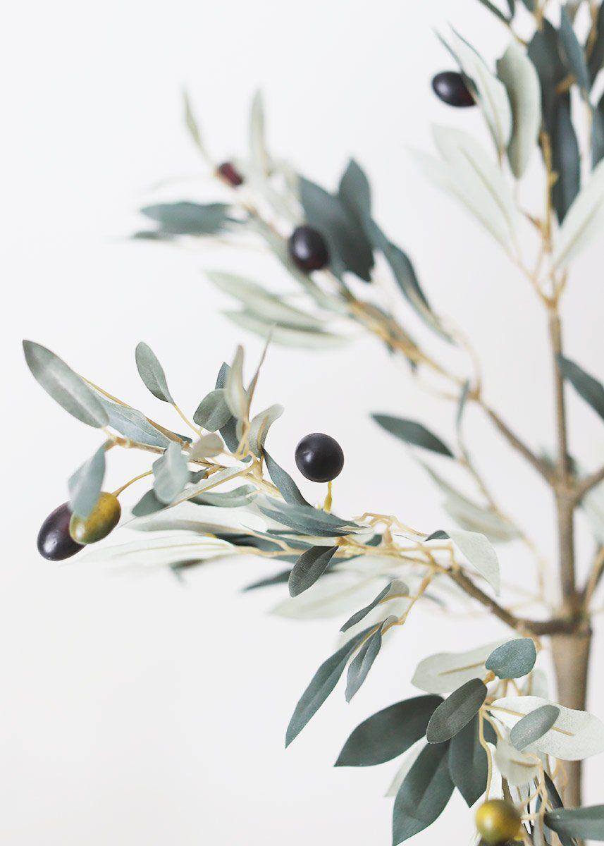 Olive Tree Wallpapers - Top Free Olive Tree Backgrounds - WallpaperAccess