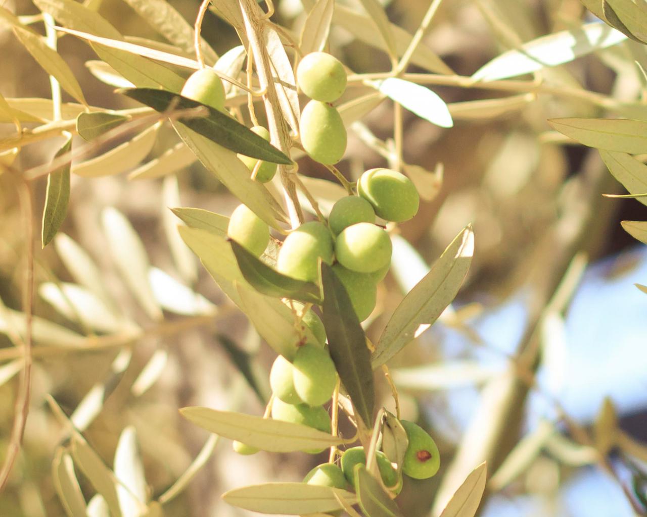 1280x1024 Free download Wallpaper Friday Olive Tree [1900x1080] for your Desktop, Mobile & Tablet. Explore Olive Wallpaper. Olive Wallpaper, Olive Oil Wallpaper, Olive Green Wallpaper