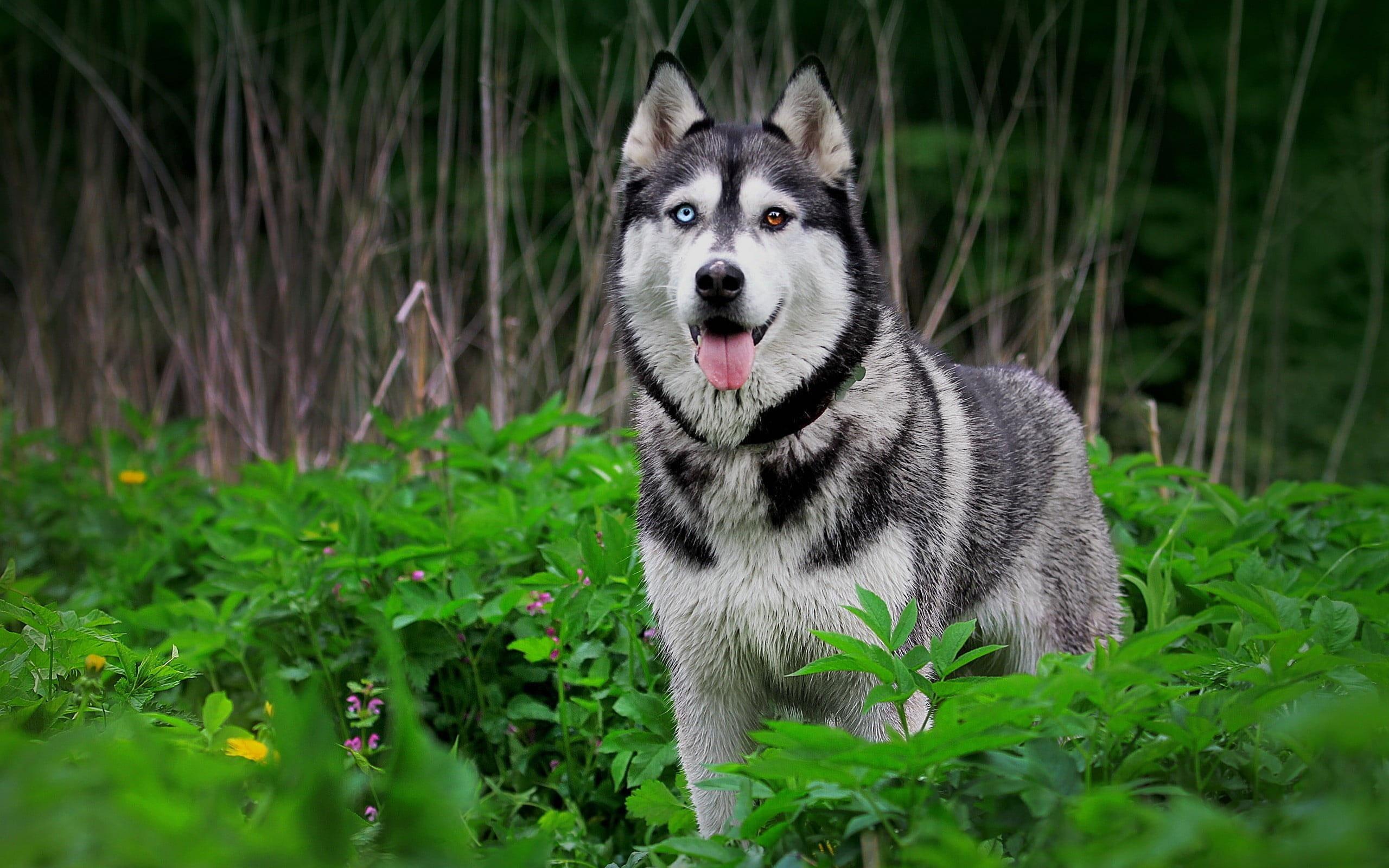 2560x1600 Wallpaper Siberian Husky, Dog, Heterochromia, Animals