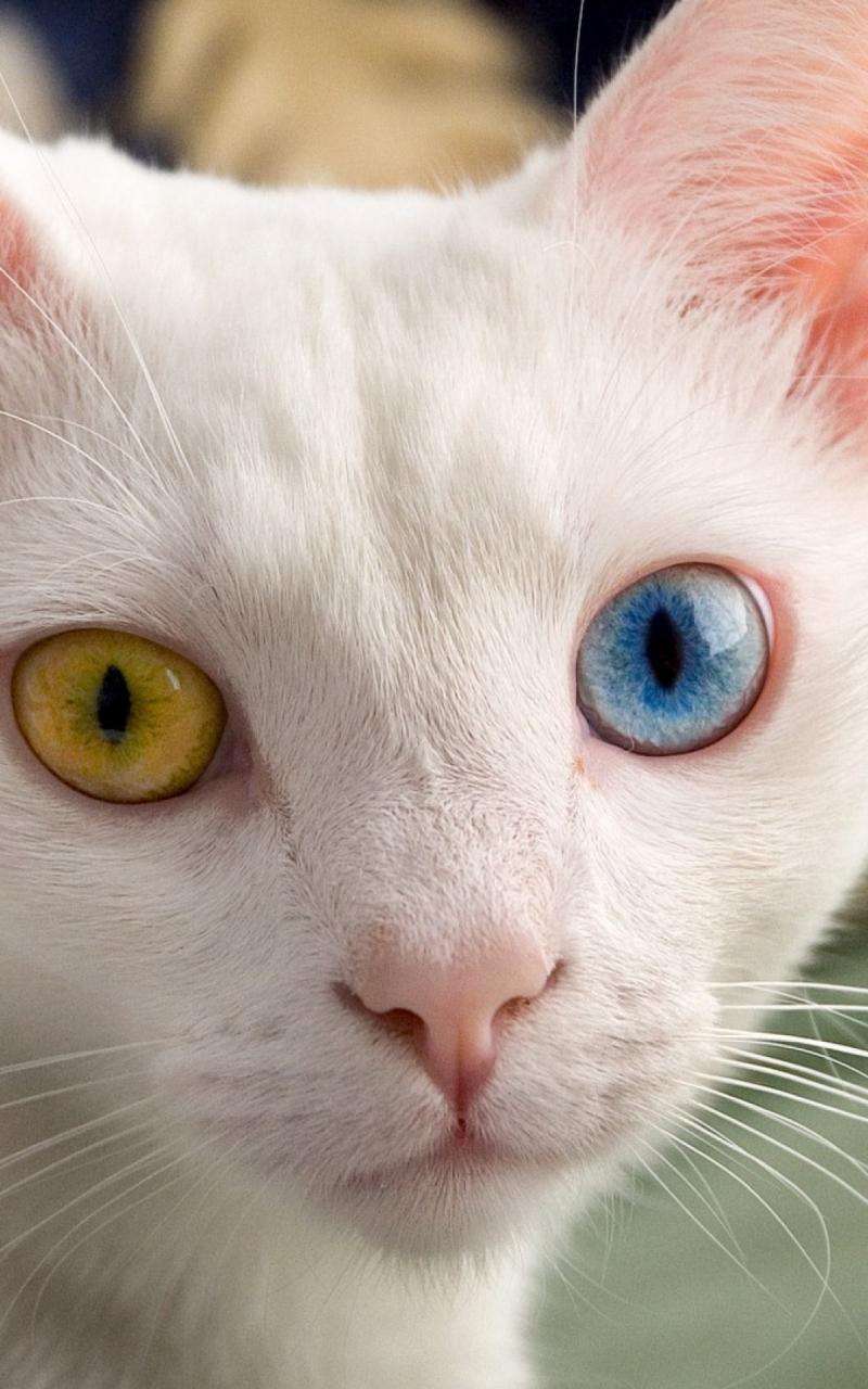 Heterochromia Wallpapers - Top Free Heterochromia Backgrounds ...