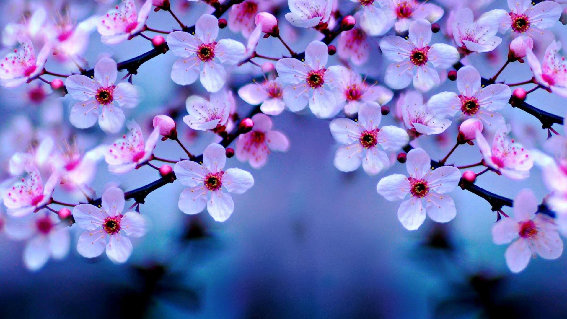 1920x1080 Free download Cherry Blossom Wallpaper Night Desk Wallpaper [3000x1805] for your Desktop, Mobile & Tablet. Explore Cherry Desktop Wallpaper. Desktop Wallpaper for Windows Free Desktop Wallpaper Picture, Free Desktop Wallpaper 2016