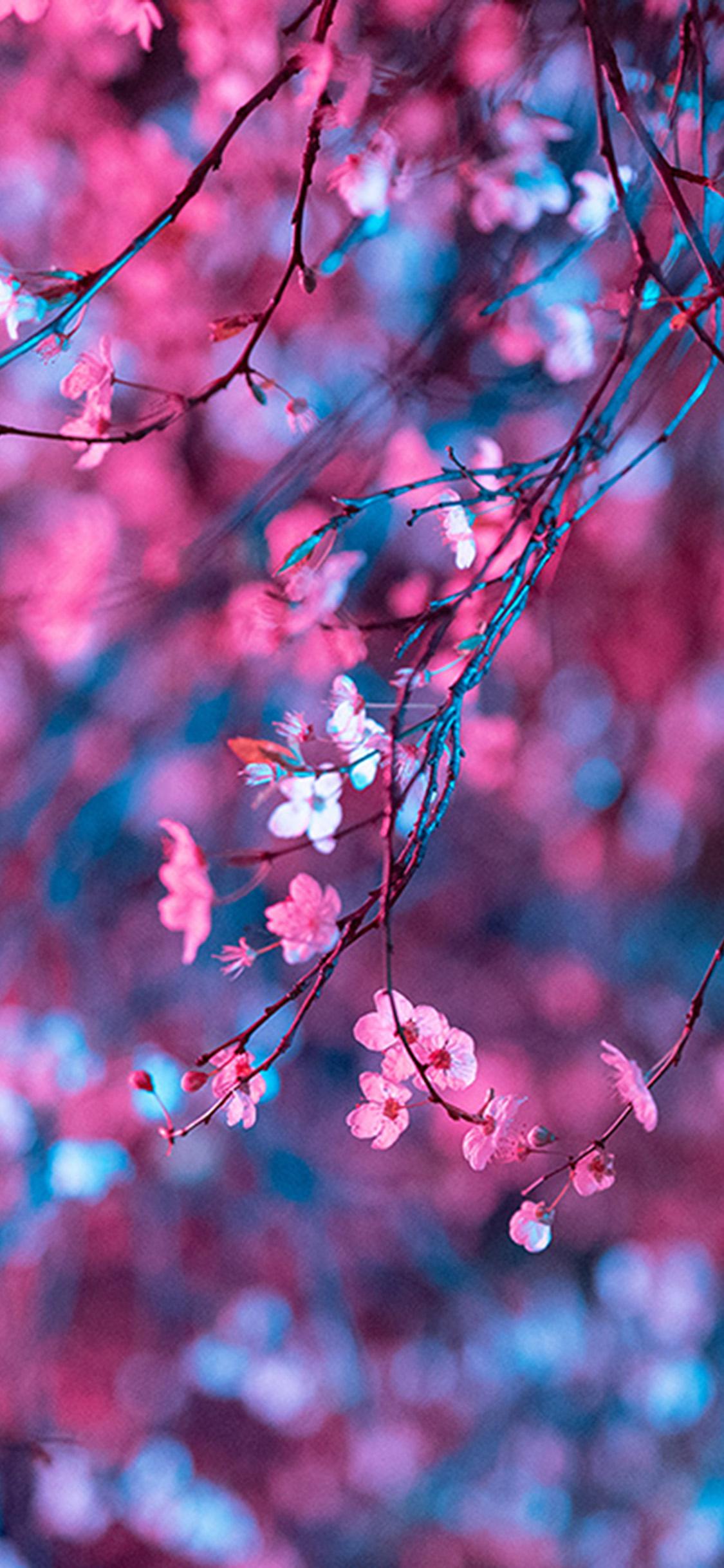 1125x2436 iPhone X wallpaper. art flower red light cherry blossom spring
