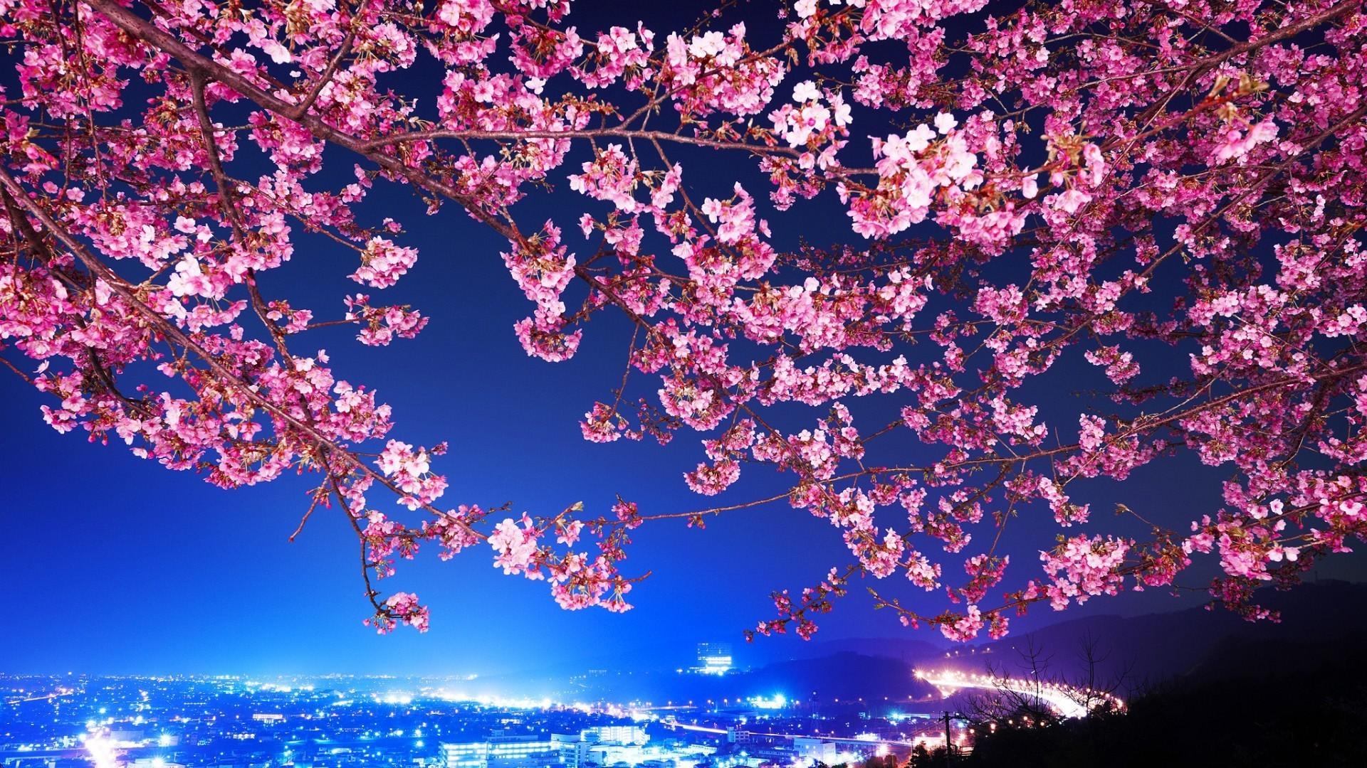 1920x1080 flowers, Cityscape, Tokyo, Cherry Blossom Wallpaper HD / Desktop and Mobile Background