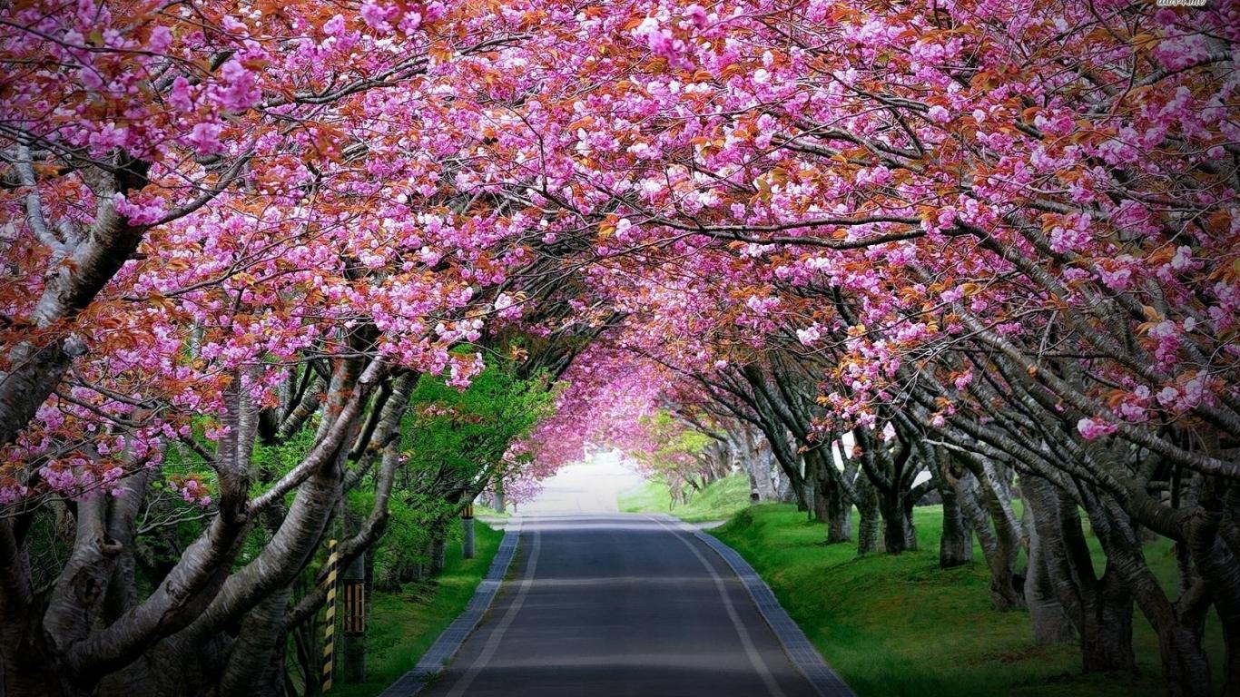 1366x768 Free download Cherry Blossom Wallpaper Night wallpaper [1680x1050] for your Desktop, Mobile & Tablet. Explore Cherry Blossom Tree Wallpaper. Cherry Blossom Wallpaper for Walls, Cherry Blossom HD Wallpaper, Japanese