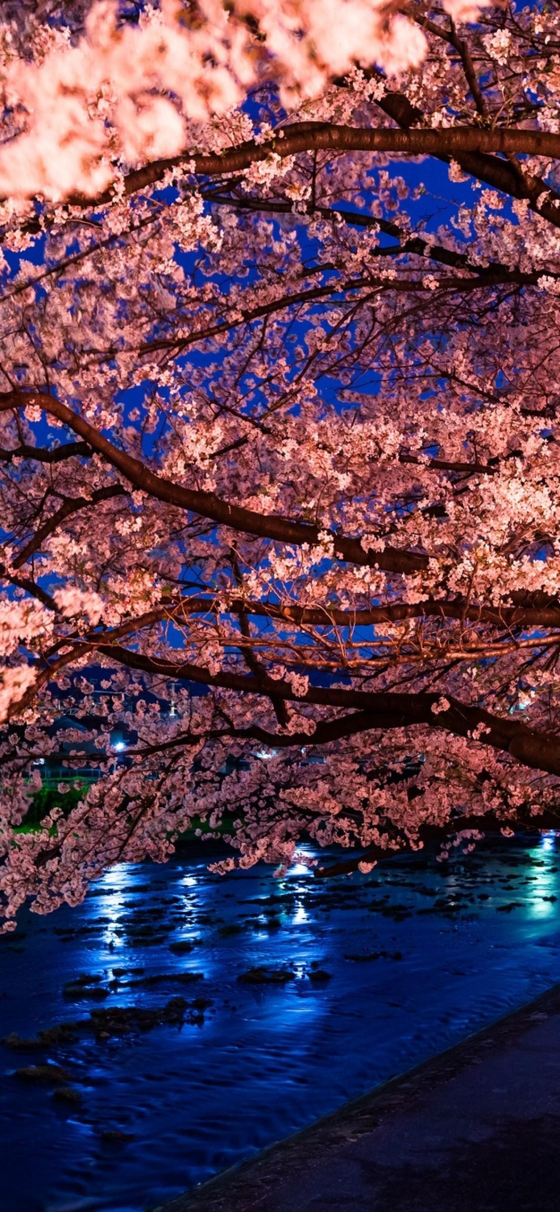 1125x2436 Download 1125x2436 Cherry Blossom, River, Night Wallpaper for iPhone 11 Pro & X