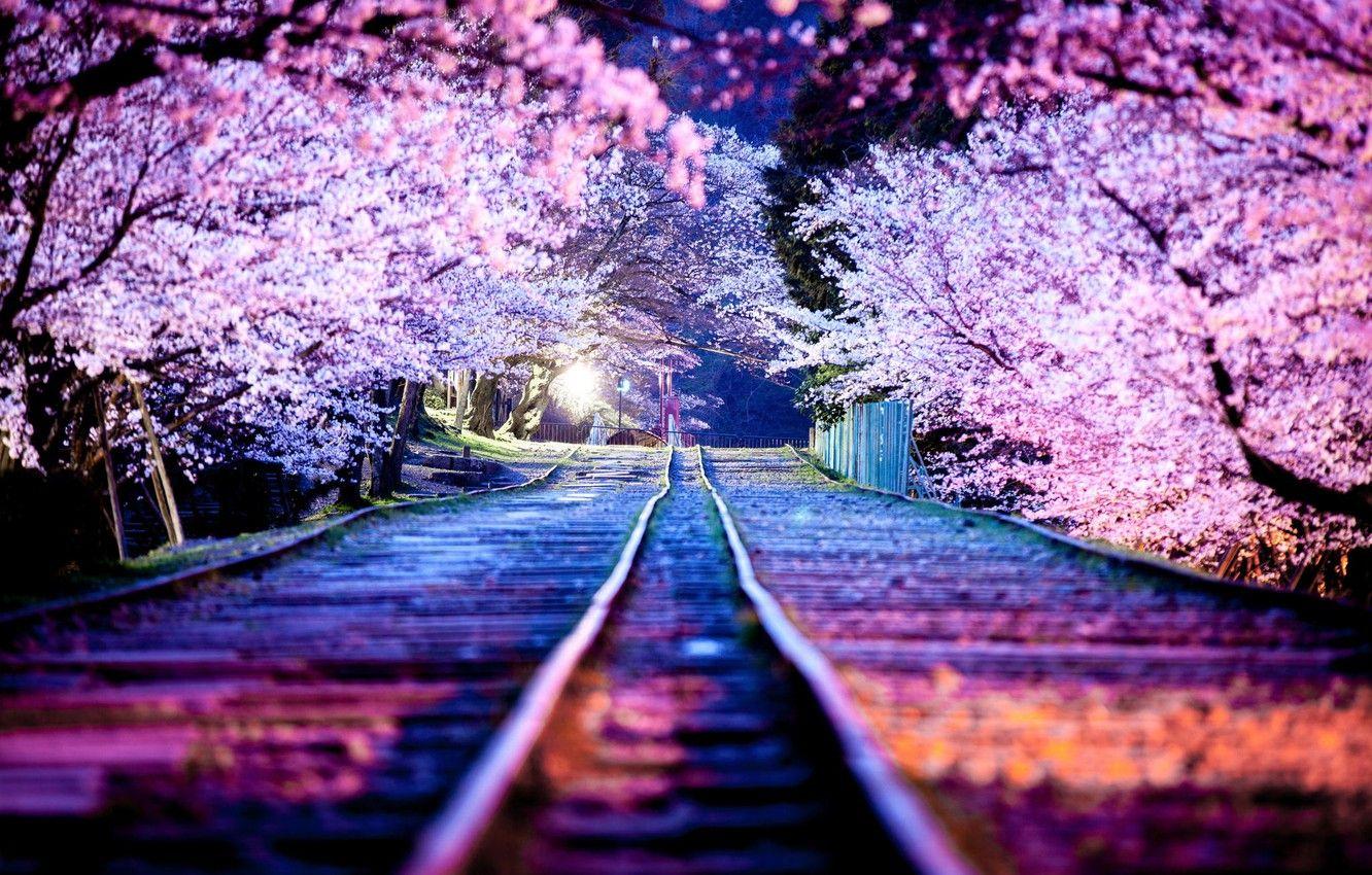 1332x850 Sakura Wallpaper