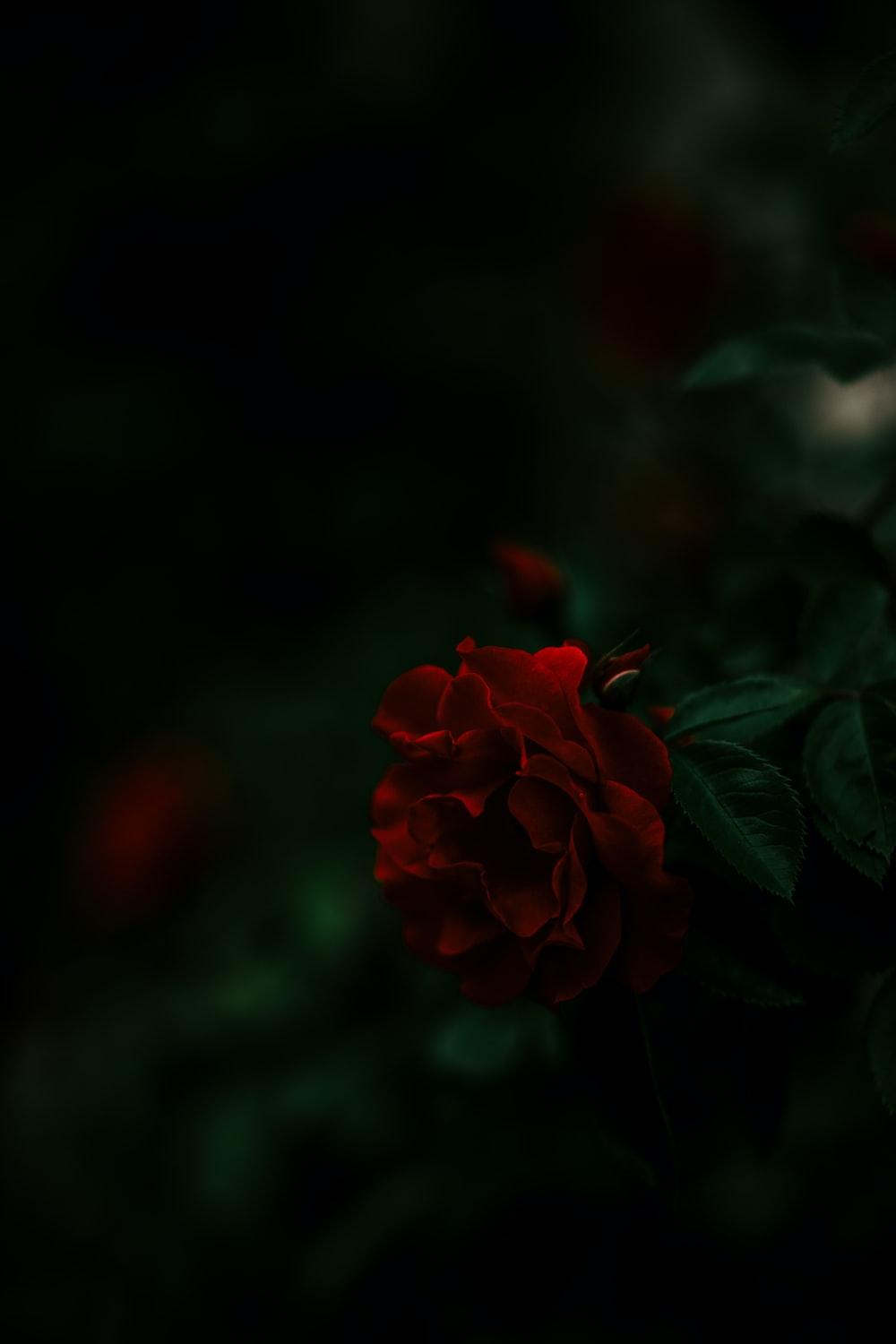 Black Red Rose Wallpapers - Top Free Black Red Rose Backgrounds -  WallpaperAccess