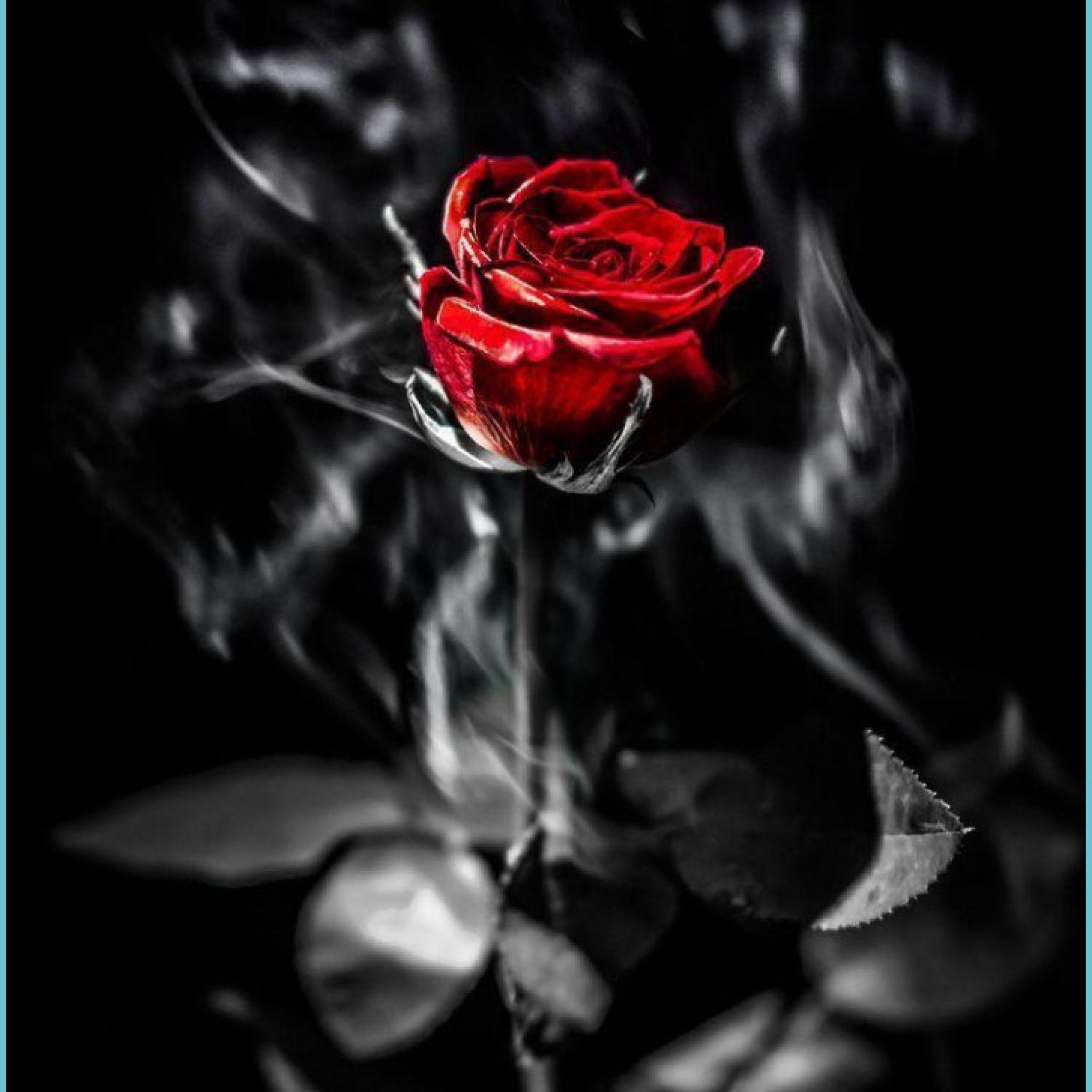 2048x2048 Rose Wallpaper Black And Red And Red Rose Wallpaper