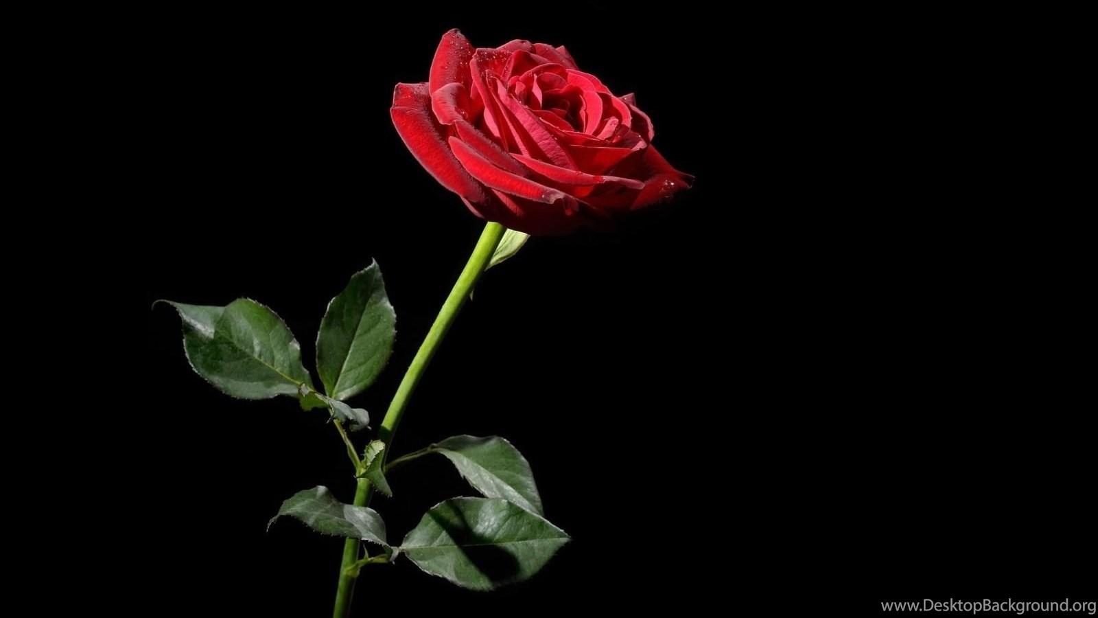 Black Red Rose Wallpapers Top Free Black Red Rose Backgrounds Wallpaperaccess