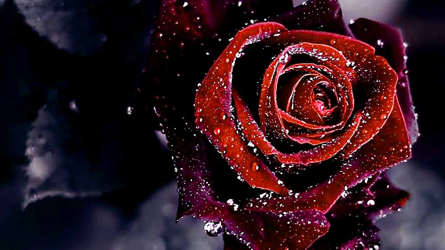 1440x811 Dark Red Rose Wallpaper