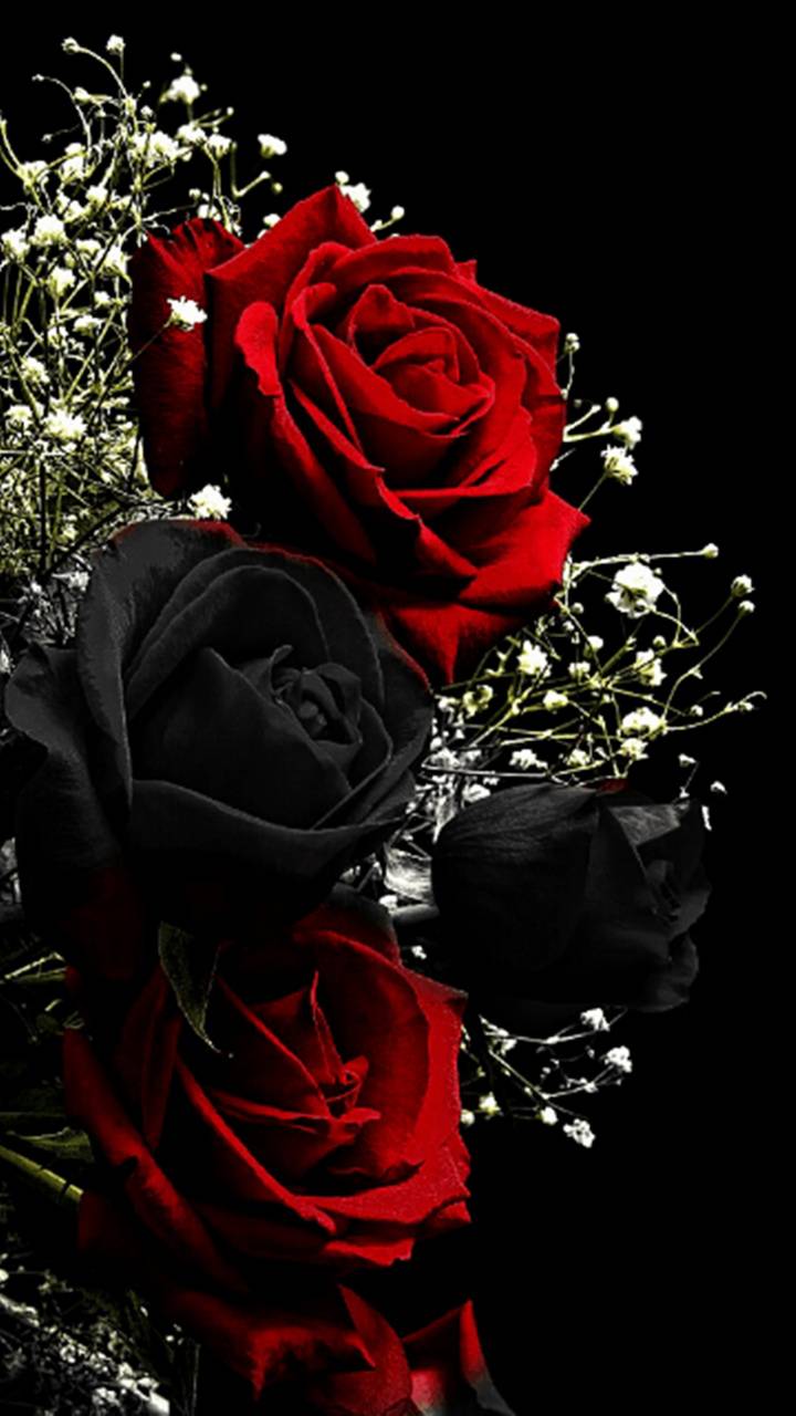 720x1280 [ HQ ] Red Rose Wallpaper, Image [ Best Collection ] Quotes