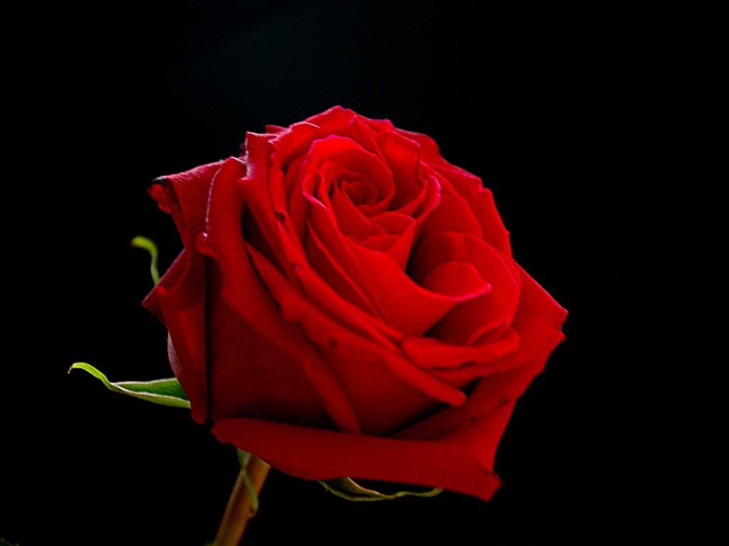 1024x768 Red and Black Rose Wallpaper