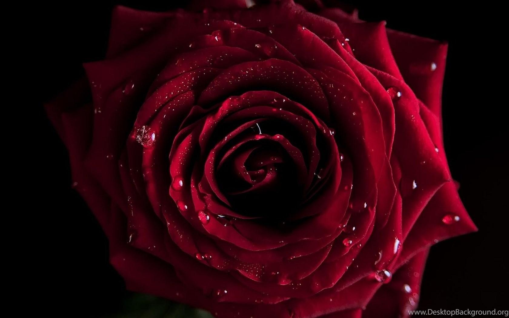 1680x1050 Dark Red Rose Wallpaper High Quality Uncalke.com Desktop Background