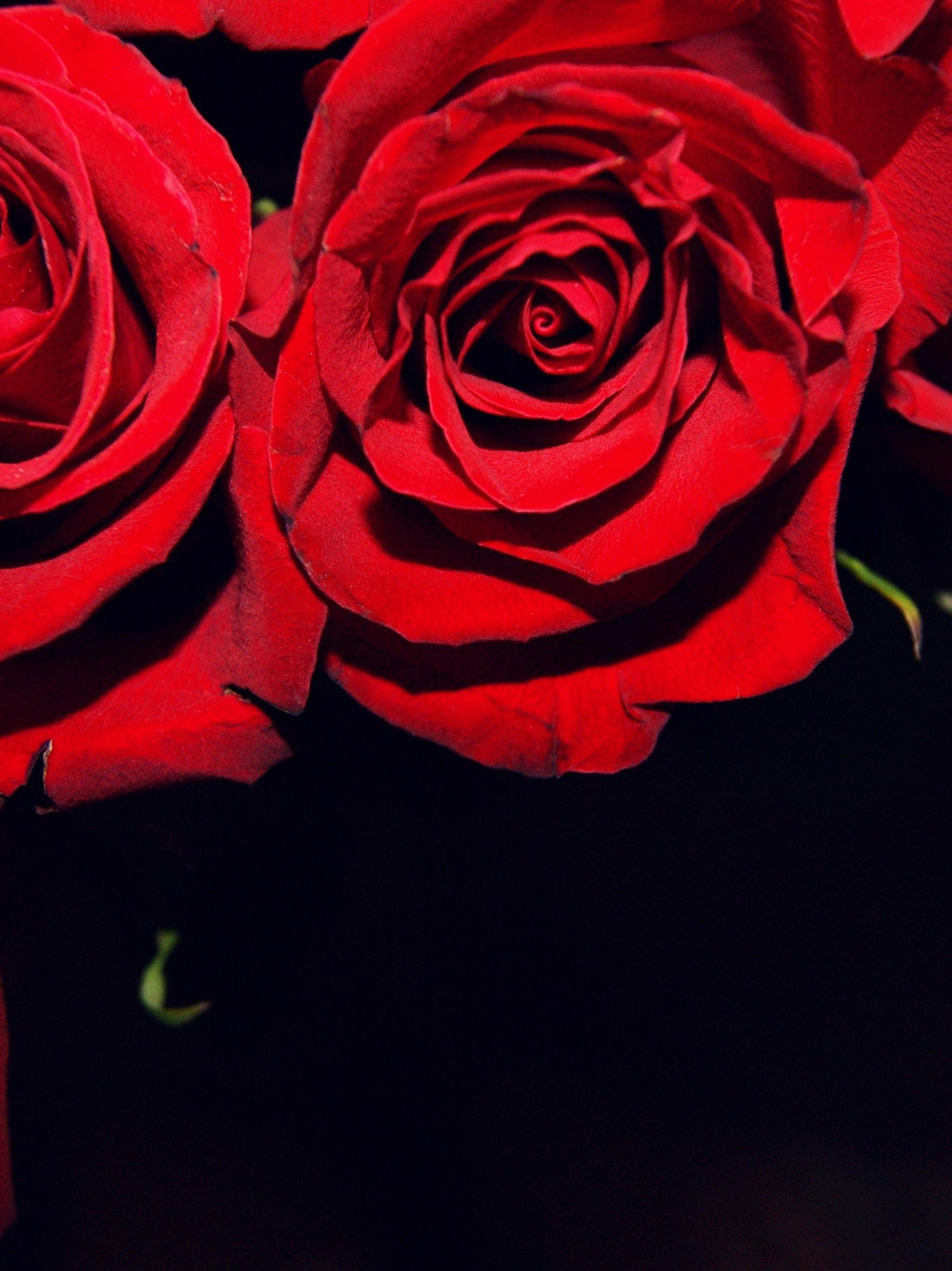 Black Red Rose Wallpapers Top Free Black Red Rose Backgrounds