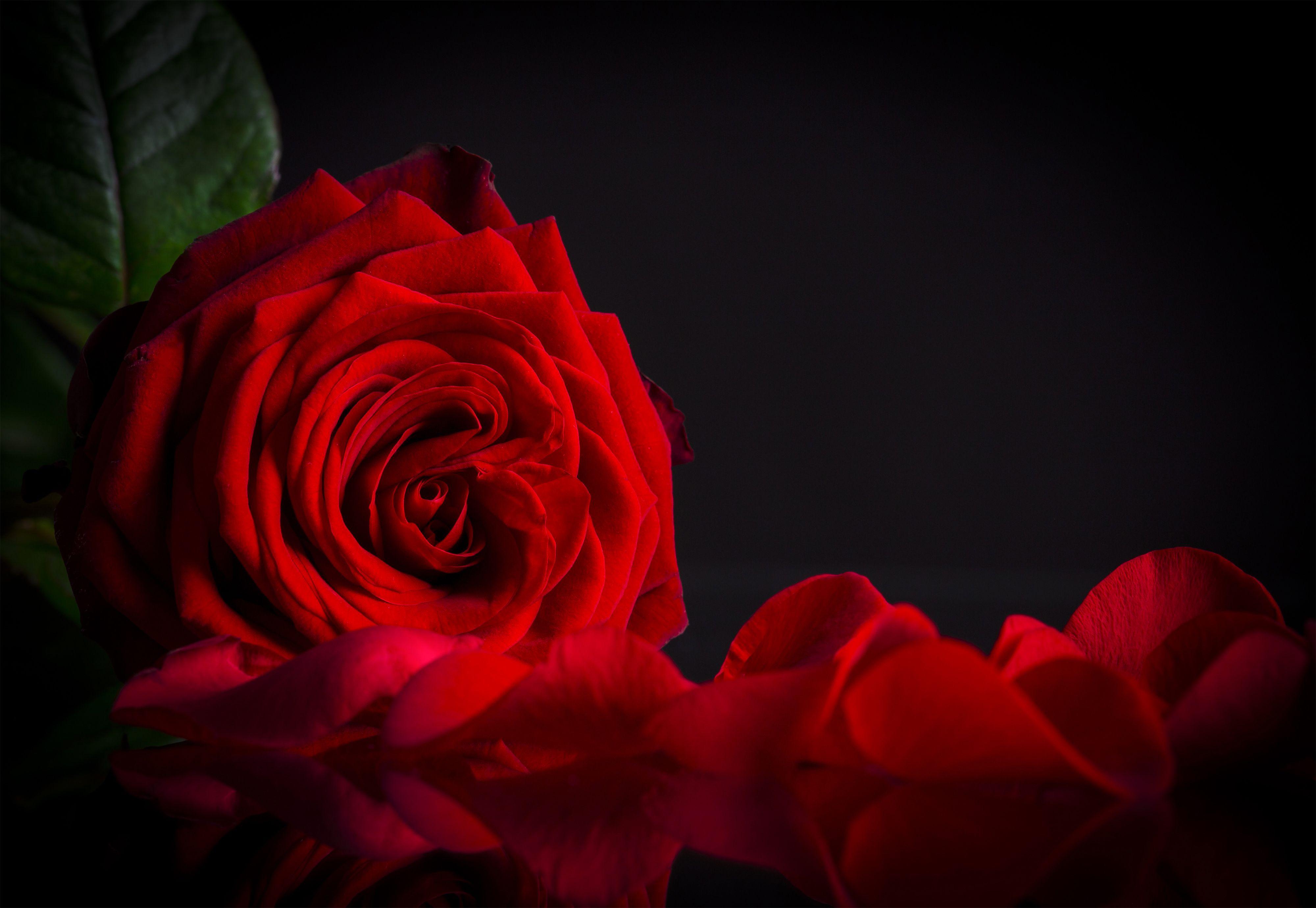 4000x2760 Red roses background, Red rose picture, Red roses