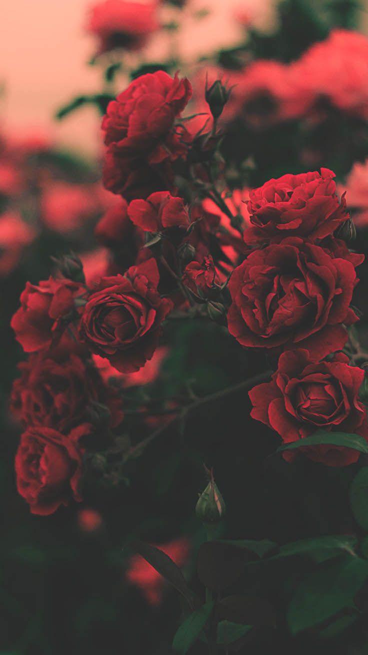 736x1308 Aesthetic Red Roses Wallpaper