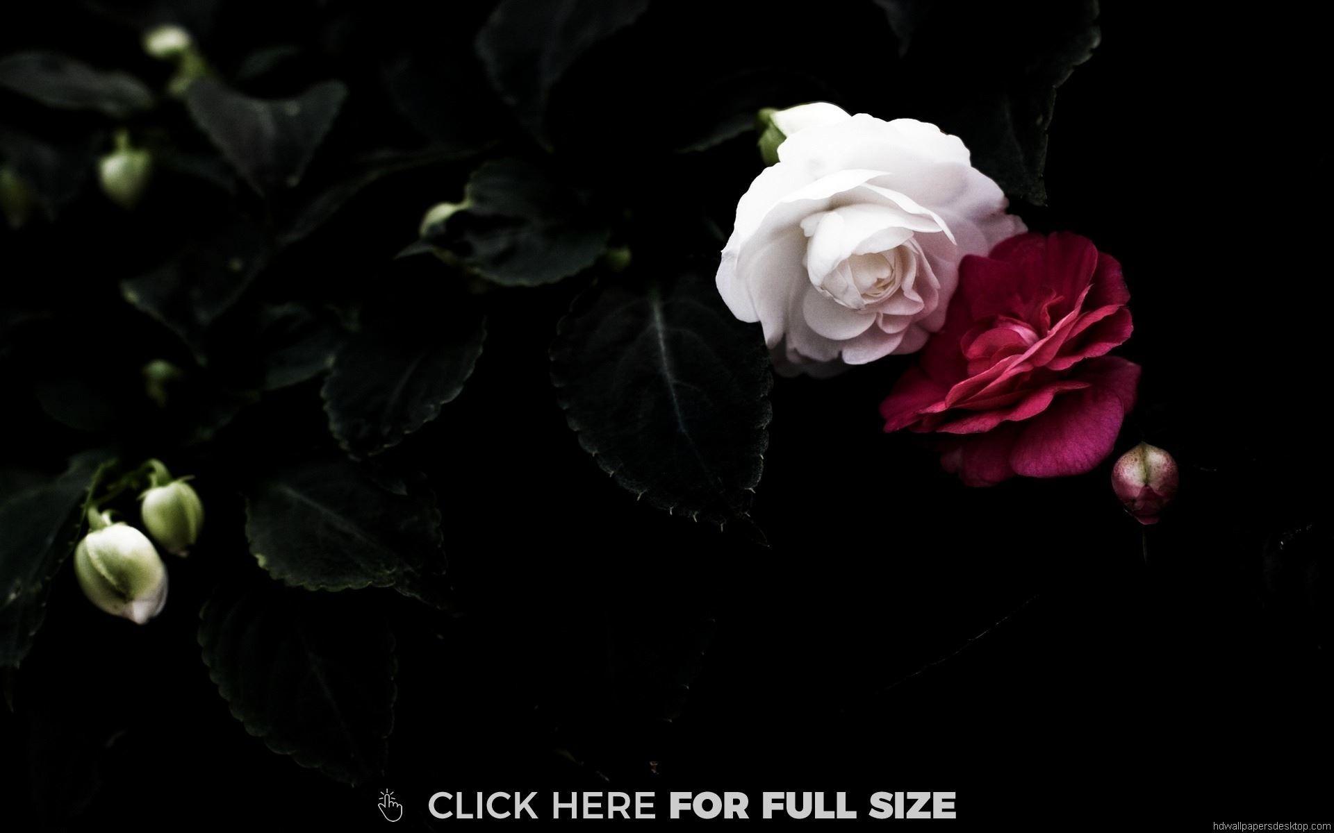 1920x1200 Black Rose Wallpaper For Mobile