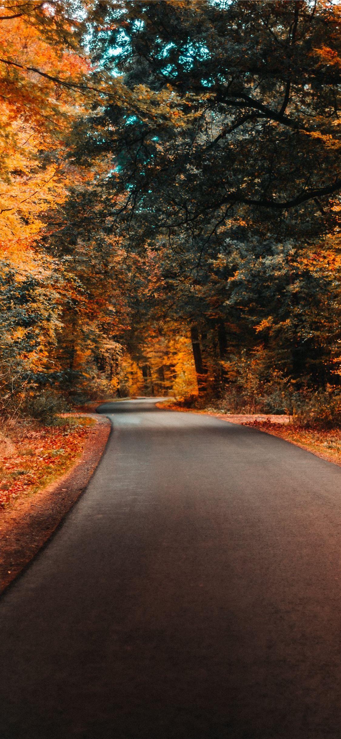 1125x2436 concrete road and autumn trees #tree #nature #leaf #sky #germany #iPhoneXWallpaper. Autumn trees, Tree iphone, Pretty wallpaper