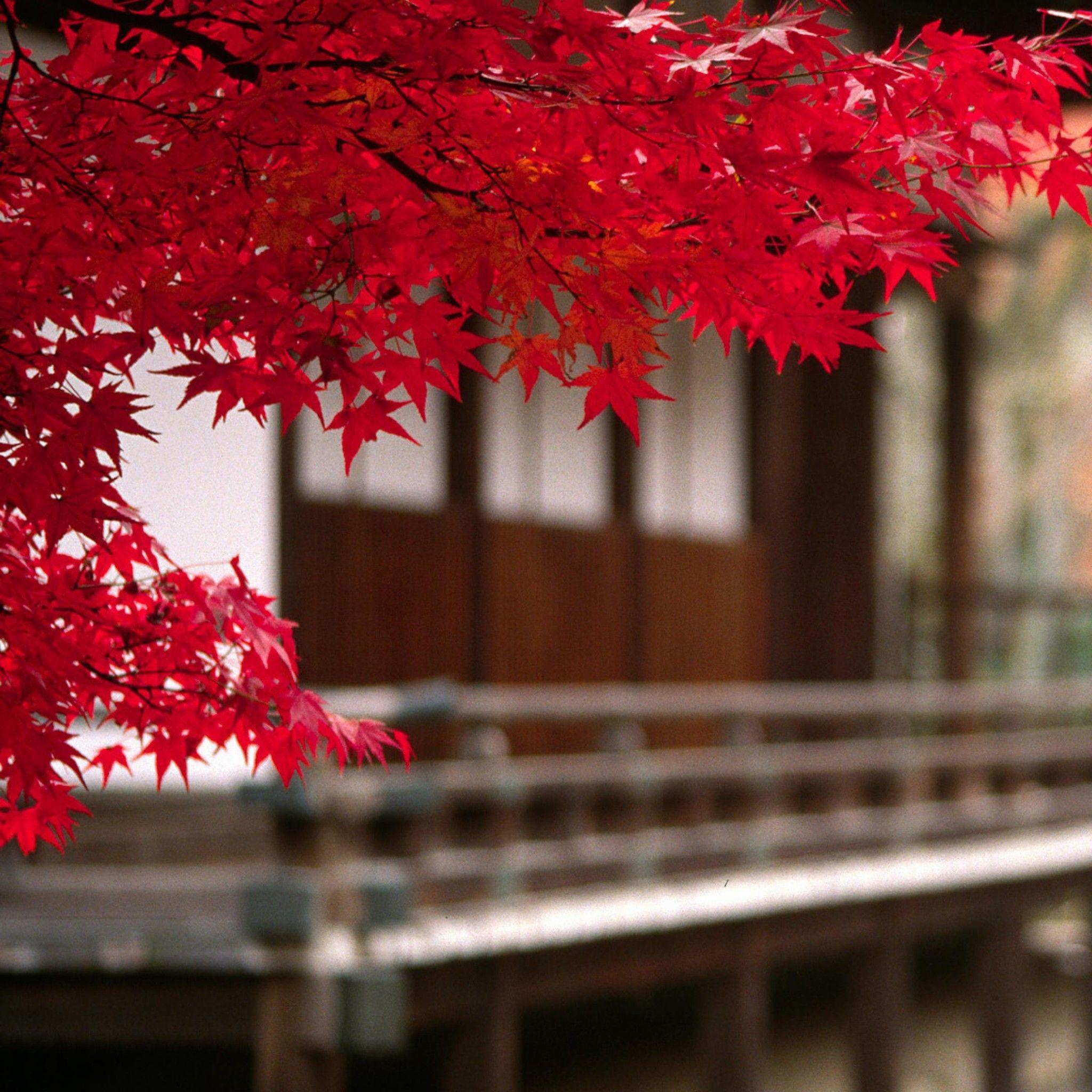 2048x2048 Landscape Japan Autumn to see more Autumn wallpaper to welcome Autumn!. Japan landscape, Japan photography, Japan photo
