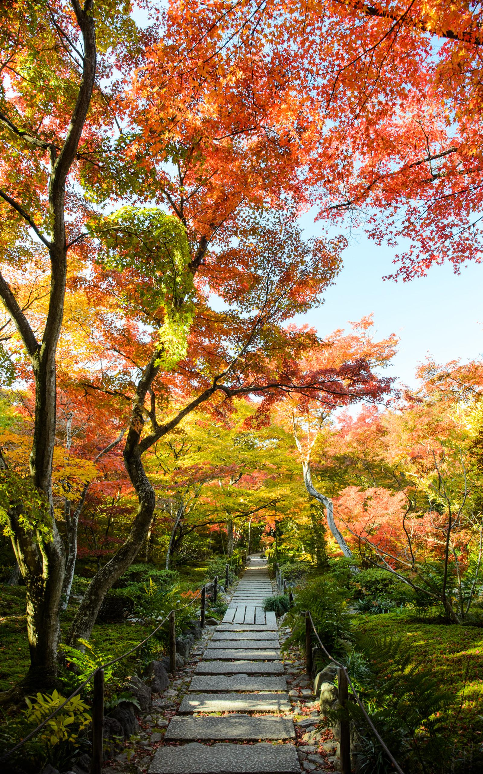 1600x2560 Jeffrey Friedl's Blog Fall Foliage At Kyoto Arashiyama's Hokyo In Temple (with A Wigglegram)