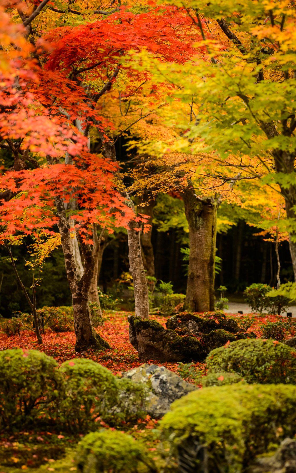 1125x1800 The Main Garden Of The Enkouji Temple (圓光寺), Kyoto Japan, At The Height Of Its Fall Foliage Sp. Fall Inspired Drinks, Fun Fall Activities, IPhone Wallpaper Photo