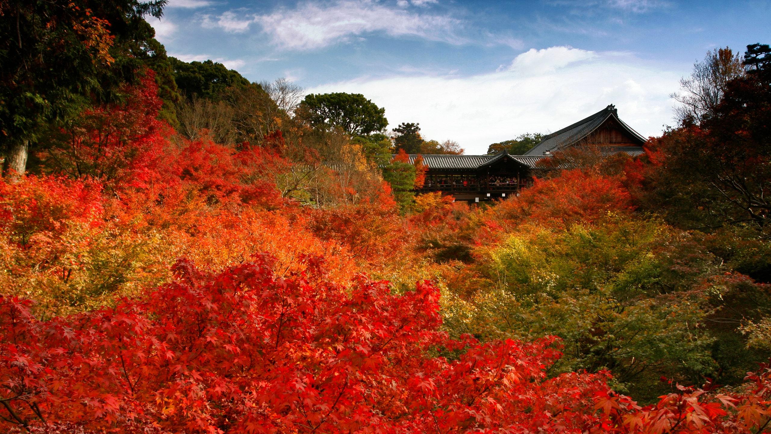 2560x1440 Kyoto's Tofukuji Temple Bans Photography During Peak Foliage Season. Condé Nast Traveler