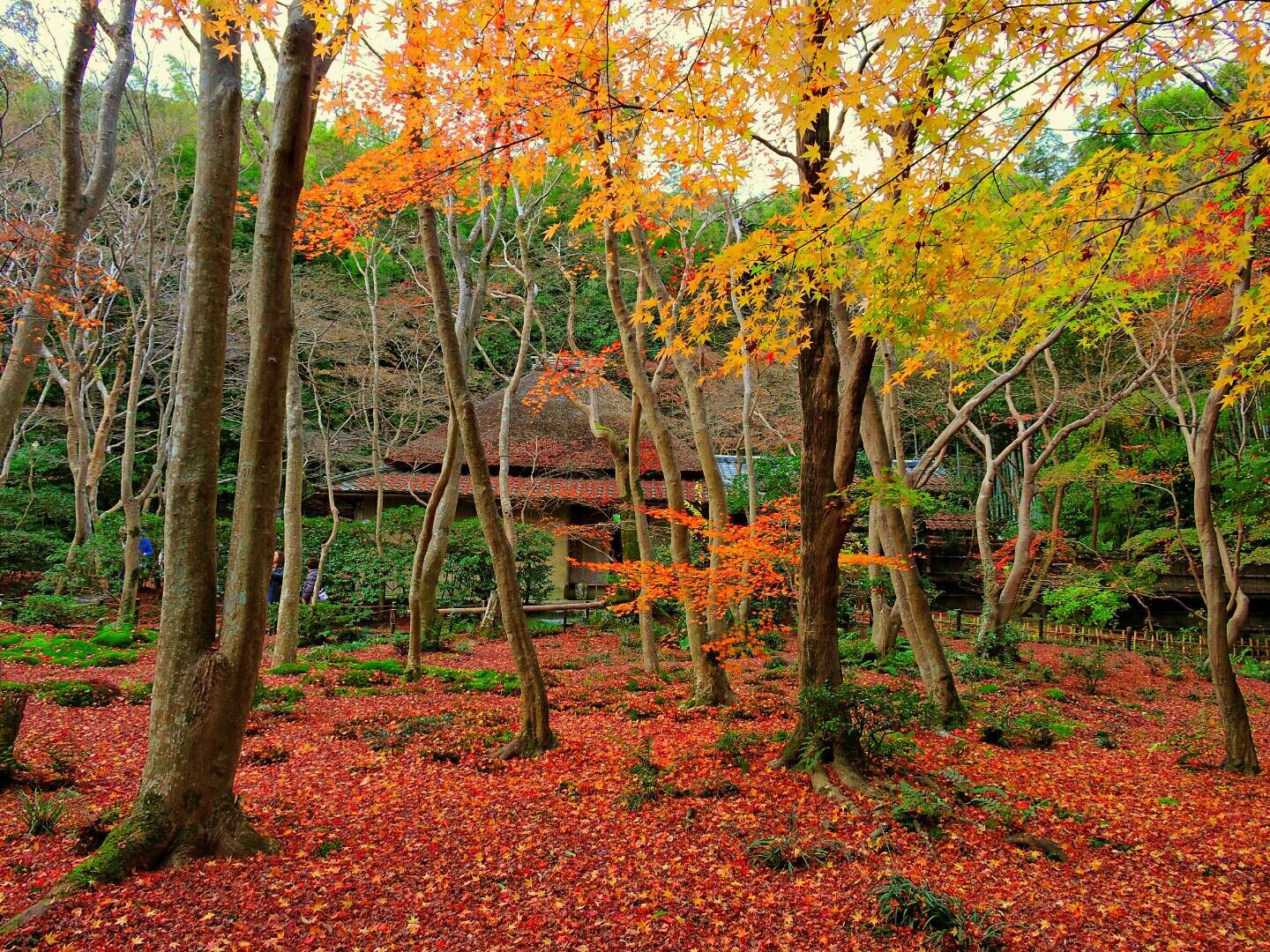 1440x1080 Best Autumn Leaves Spots in Kyoto 2021 Web Magazine