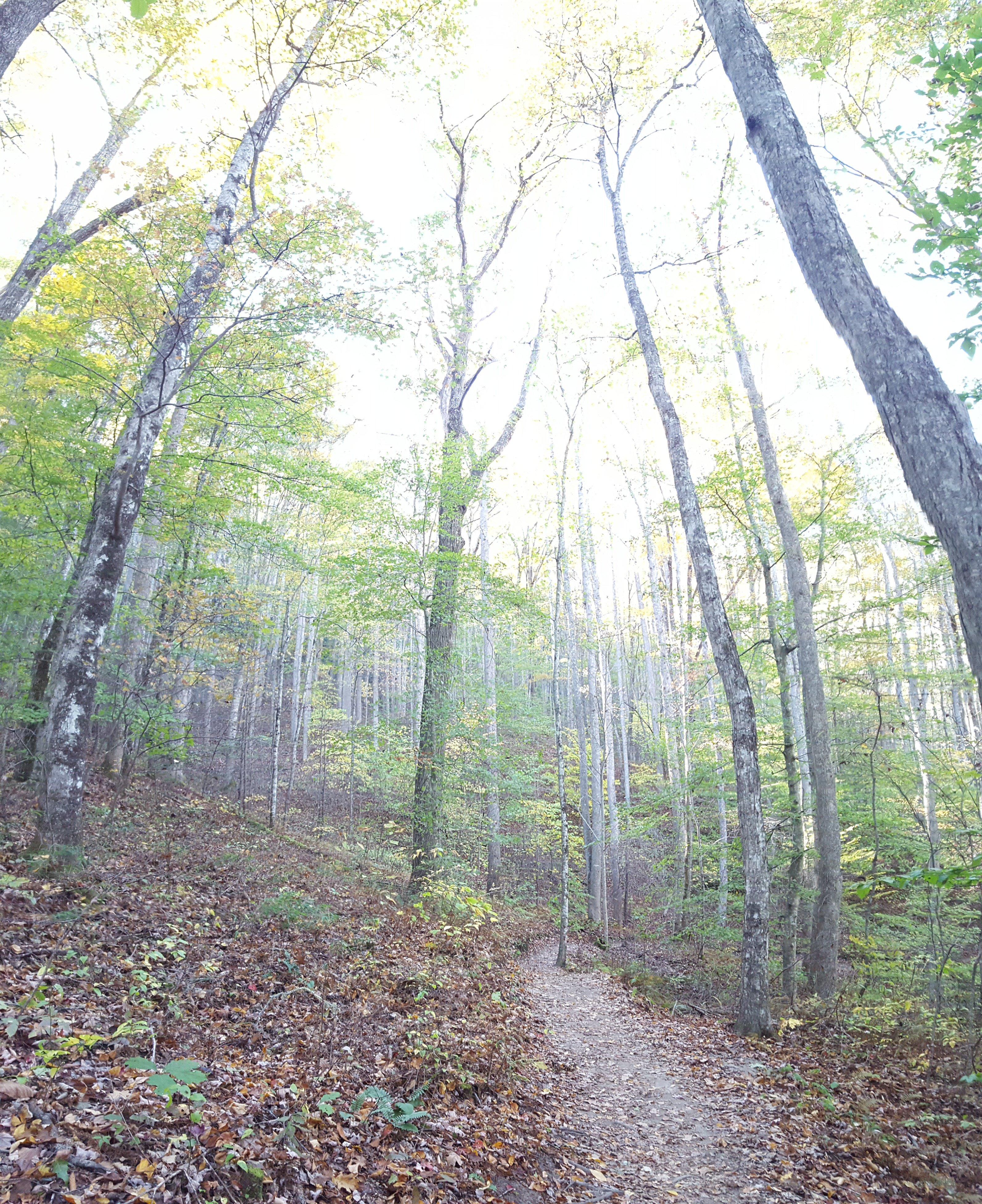 3184x3904 Asheville 4K wallpaper for your desktop or mobile screen free and easy to download