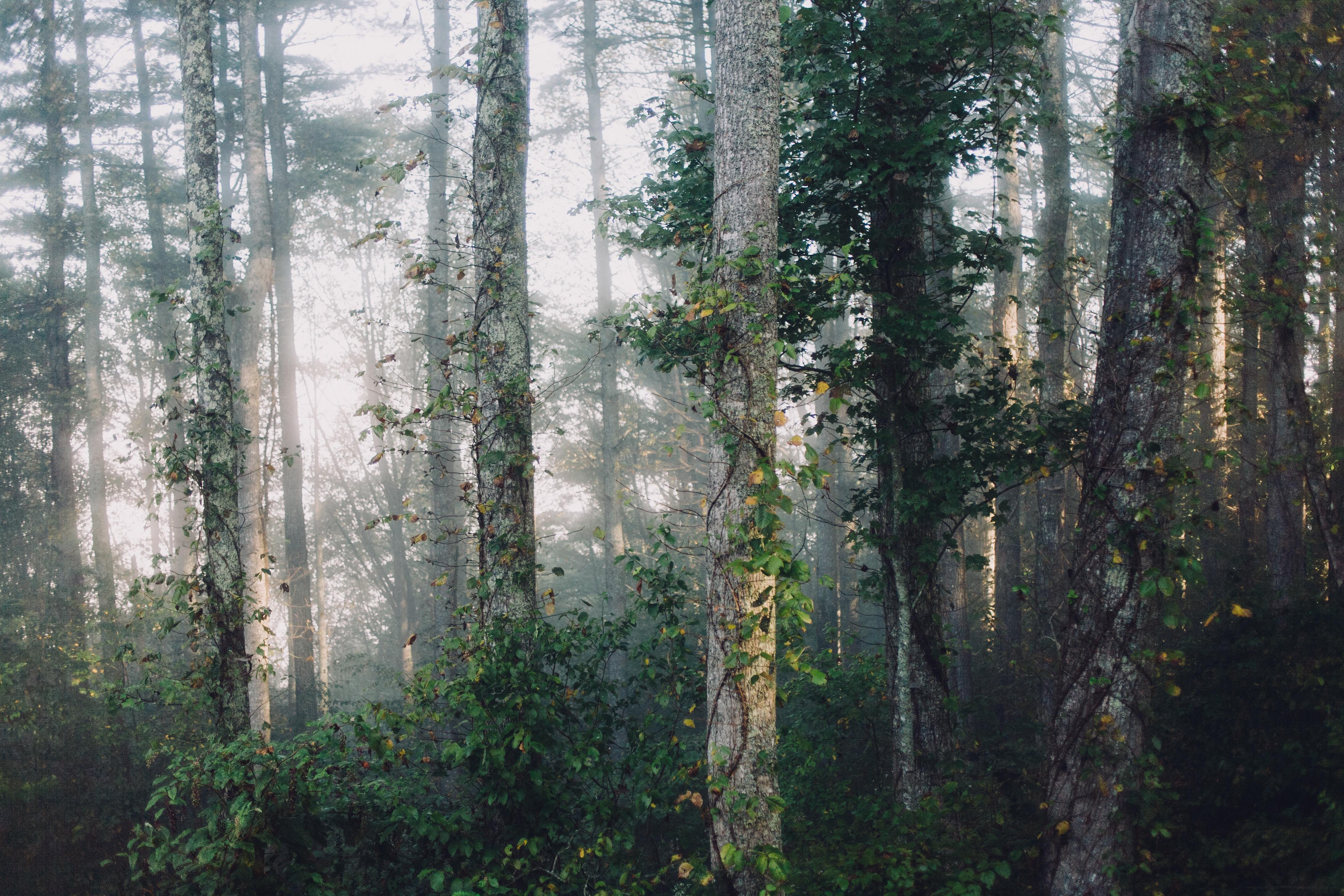 4368x2912 4368x2912 #woodland, #wilderness, #plant, #outdoors, #countryside, #forest, #ethereal, #foggy, #nature, #rural, #fog, #green, #Creative Commons image, #tree, #wood, #lush, #mist, #asheville, #foliage, #landscape, #branch. Mocah HD Wallpaper