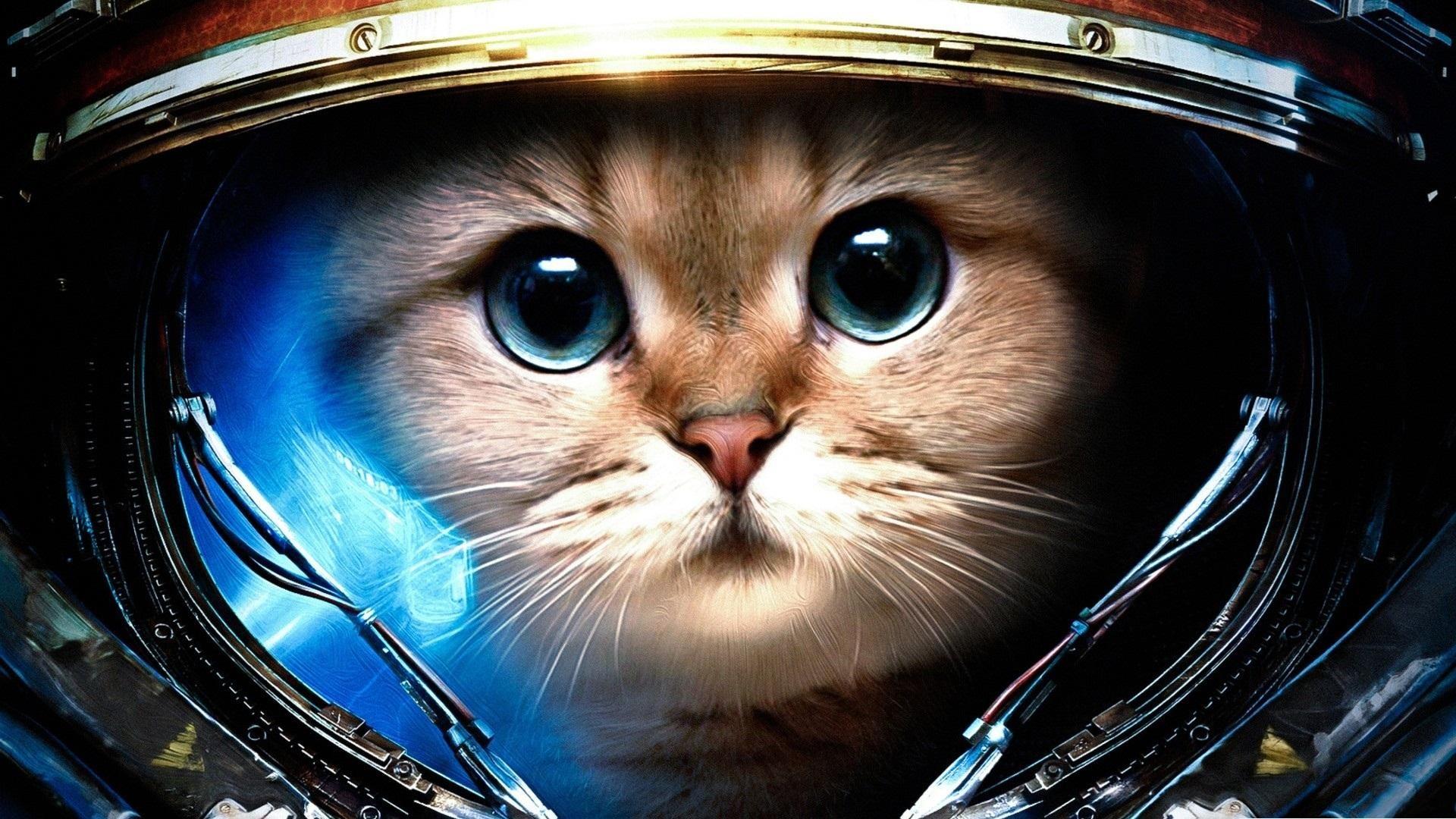 1920x1080 Catcraft II Paws of Liberty. Astronaut cat, Space cat, Animals