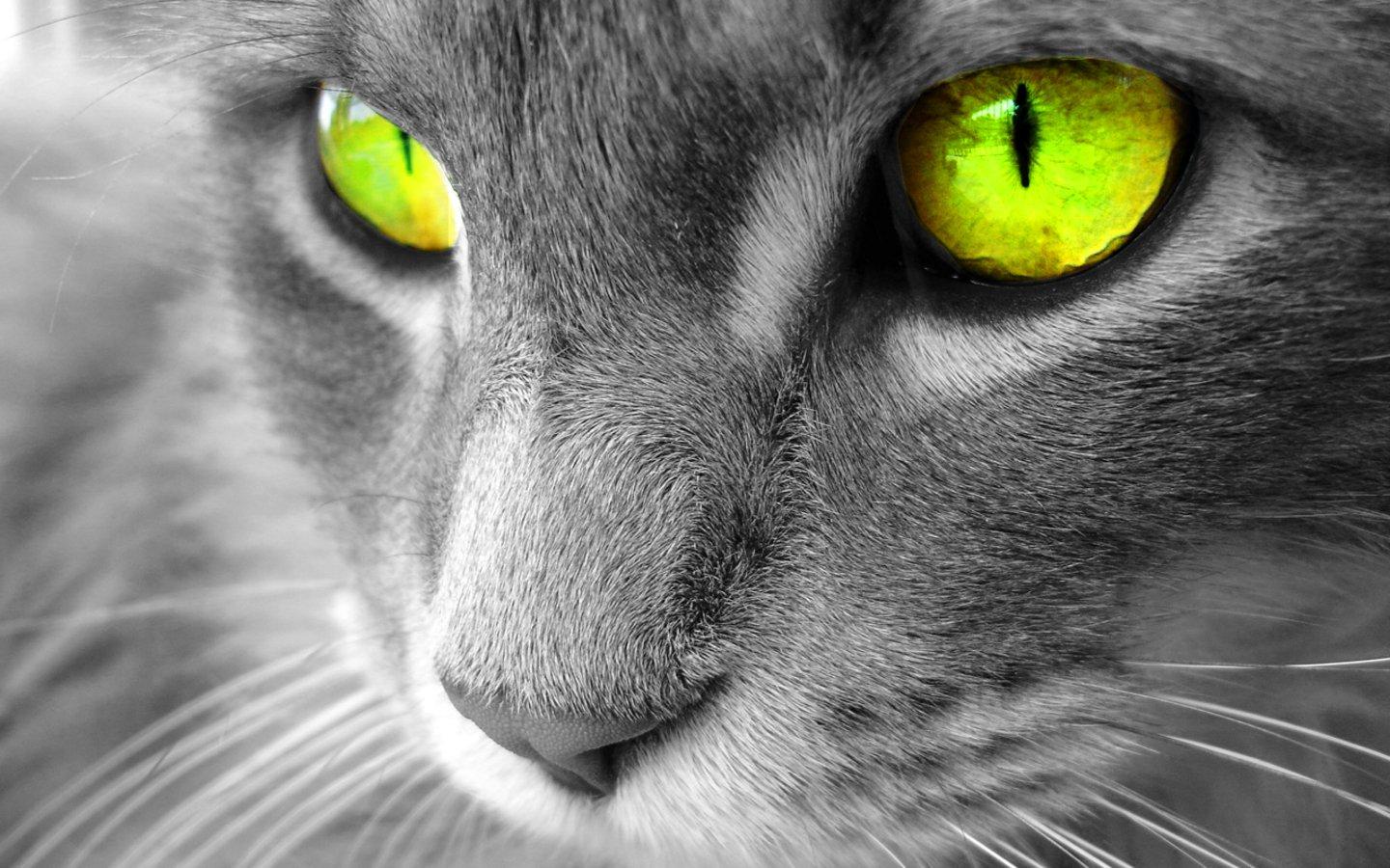 1440x900 3D Moving Cats Wallpaper