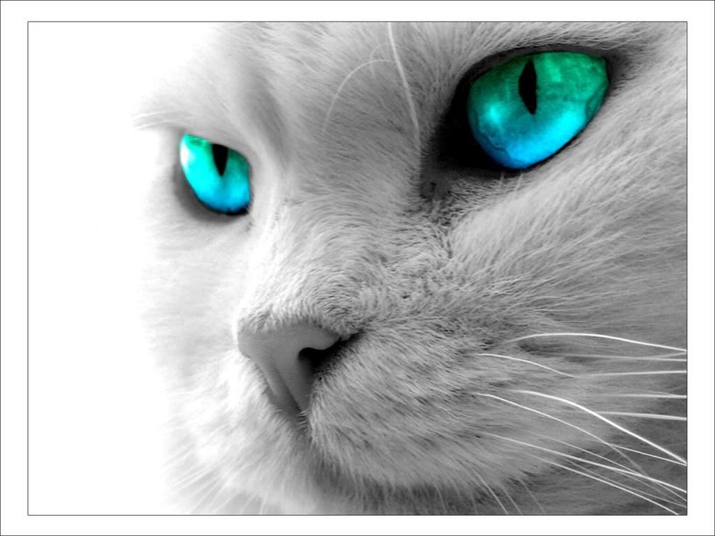 1024x768 Cool Cat Wallpaper