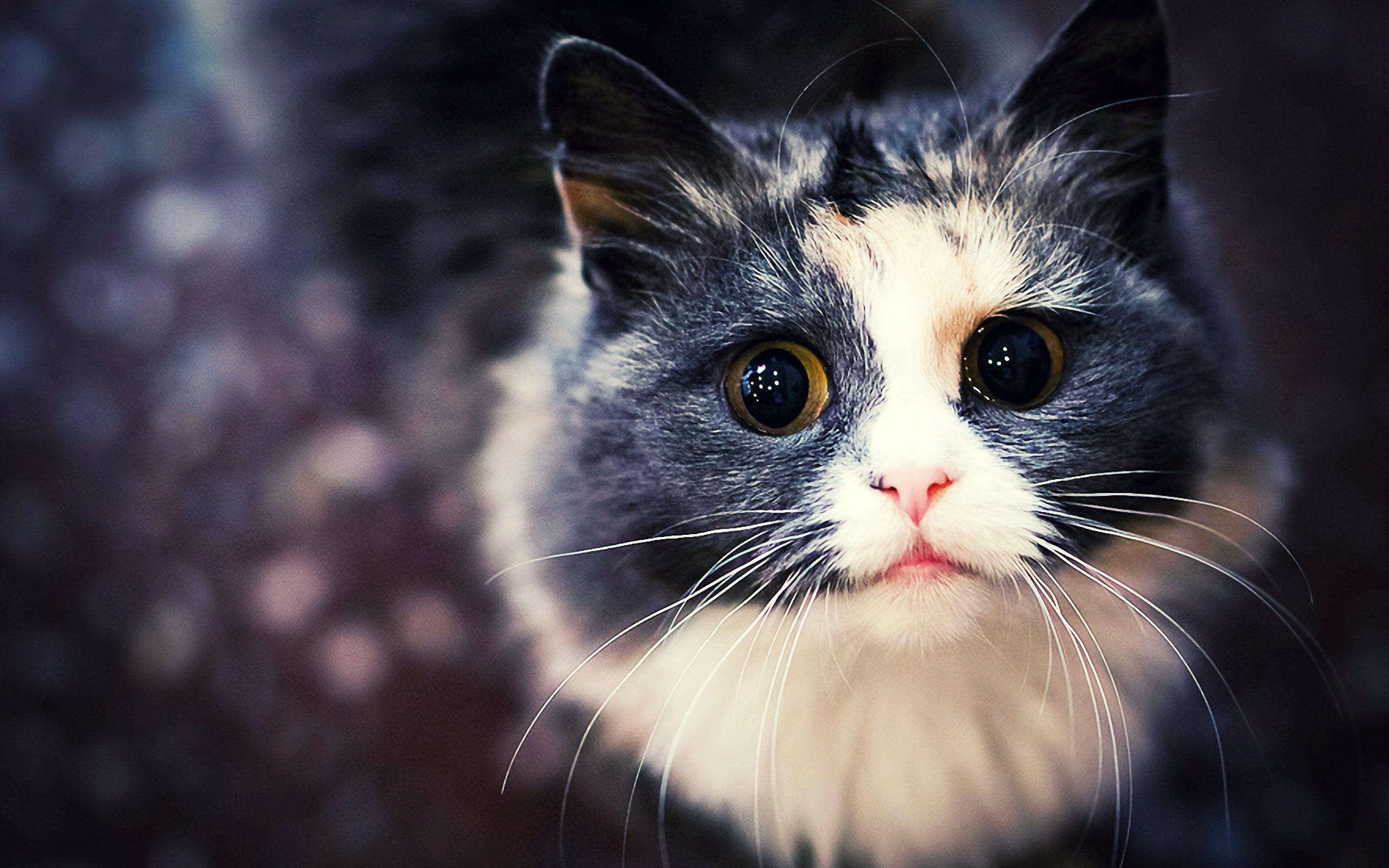 2560x1600 Cats Wallpaper, Four Cats Wallpaper