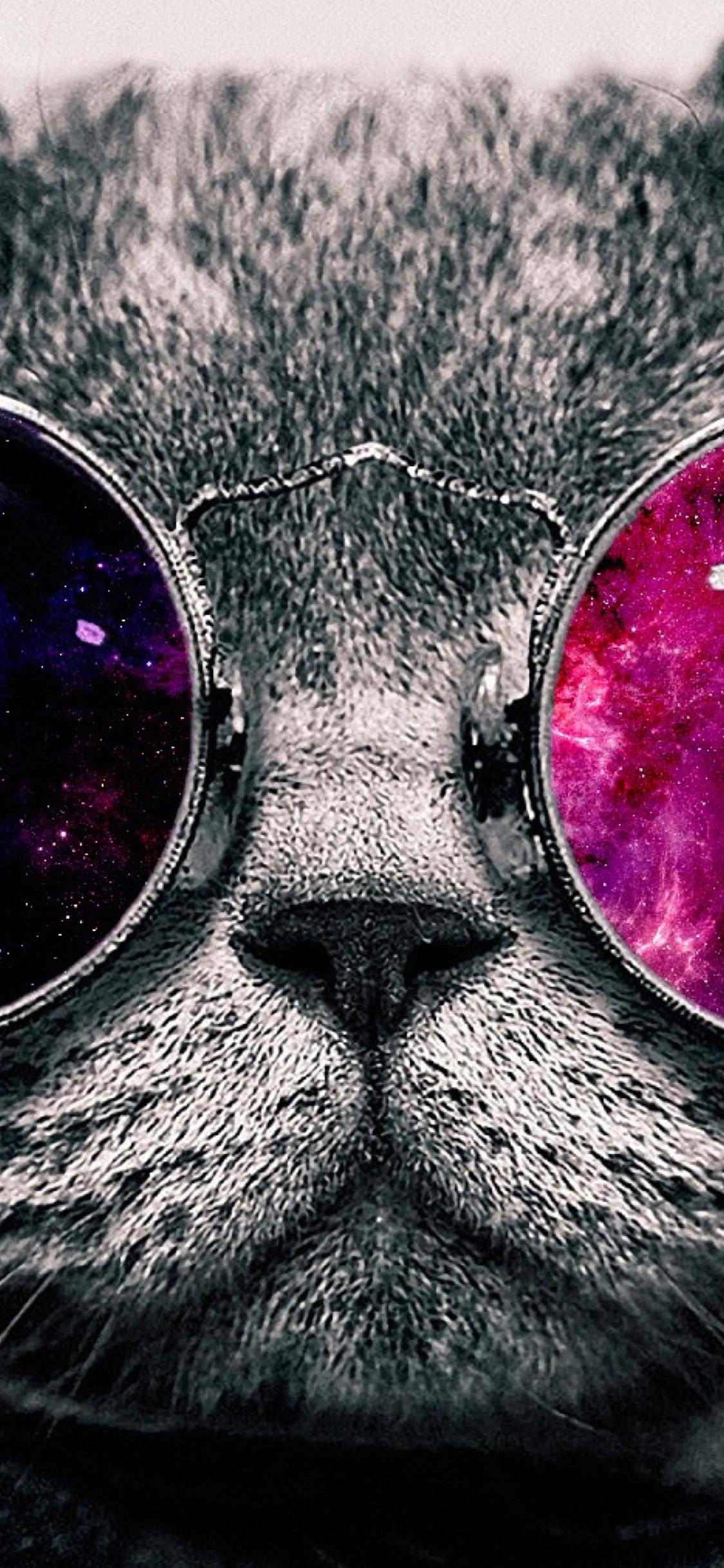 1125x2436 4K Cute Cat Wallpaper