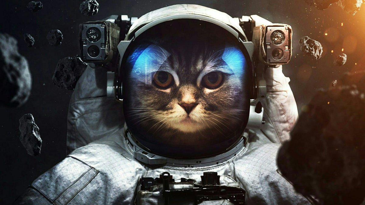 1200x675 NewEvolution Cute Cat Wallpaper