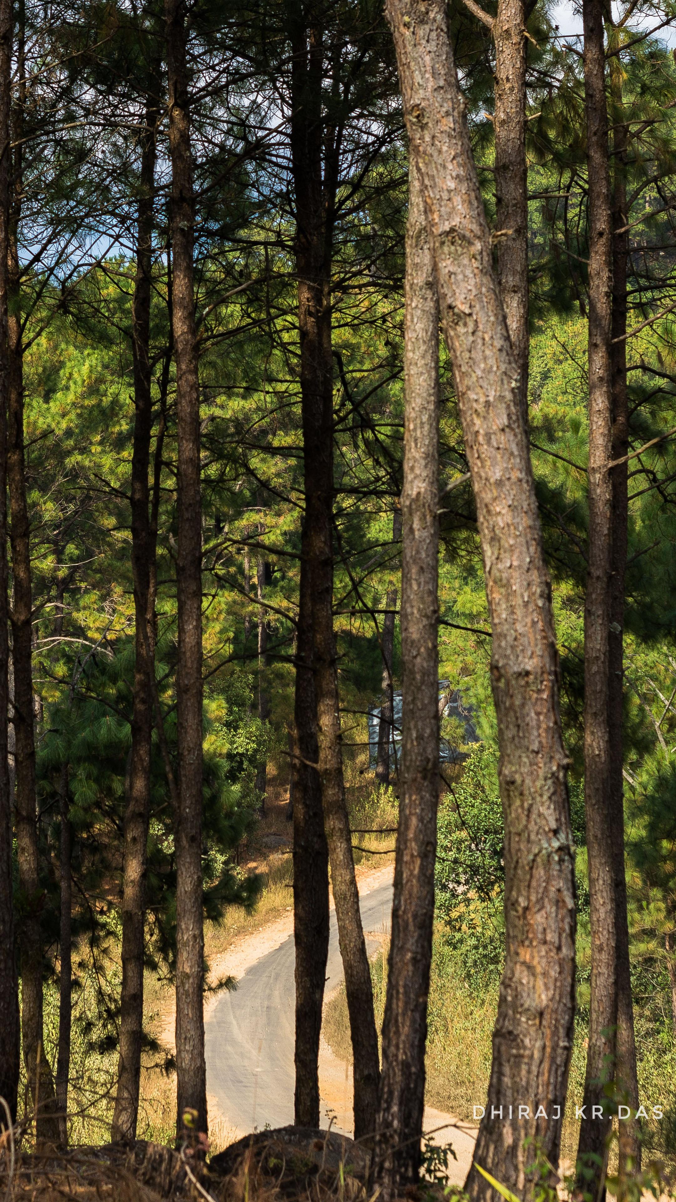 2160x3840 Trees Forest Road Meghalaya 4K Ultra HD Mobile Wallpaper
